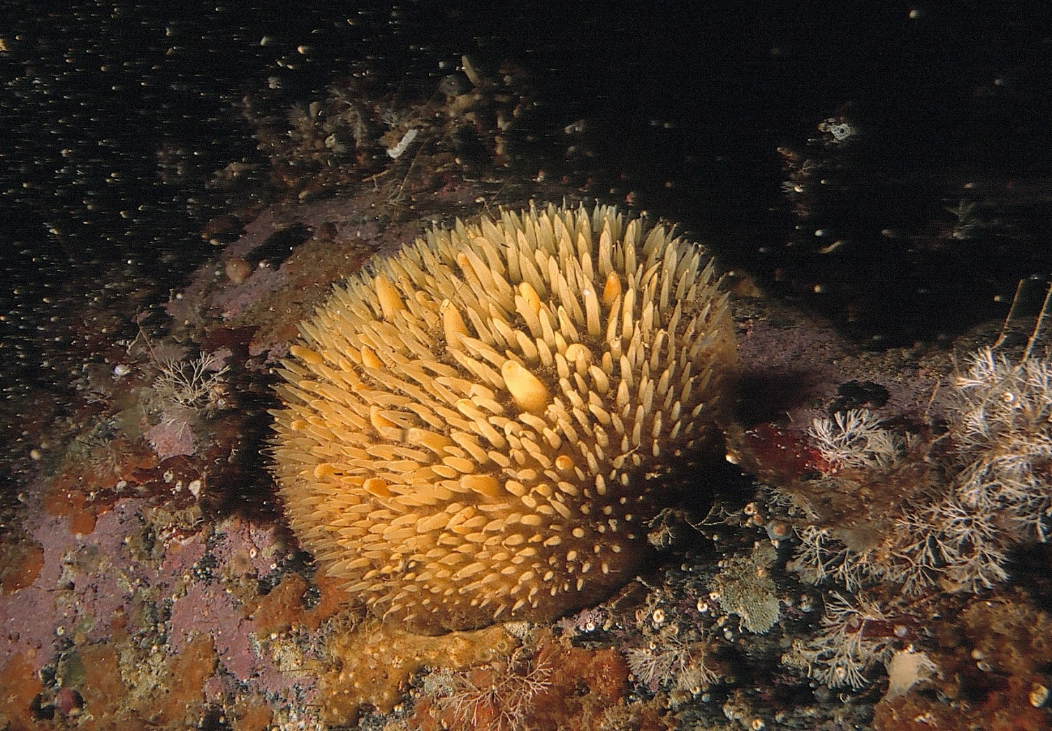 Svamper: Polymastia arctica.