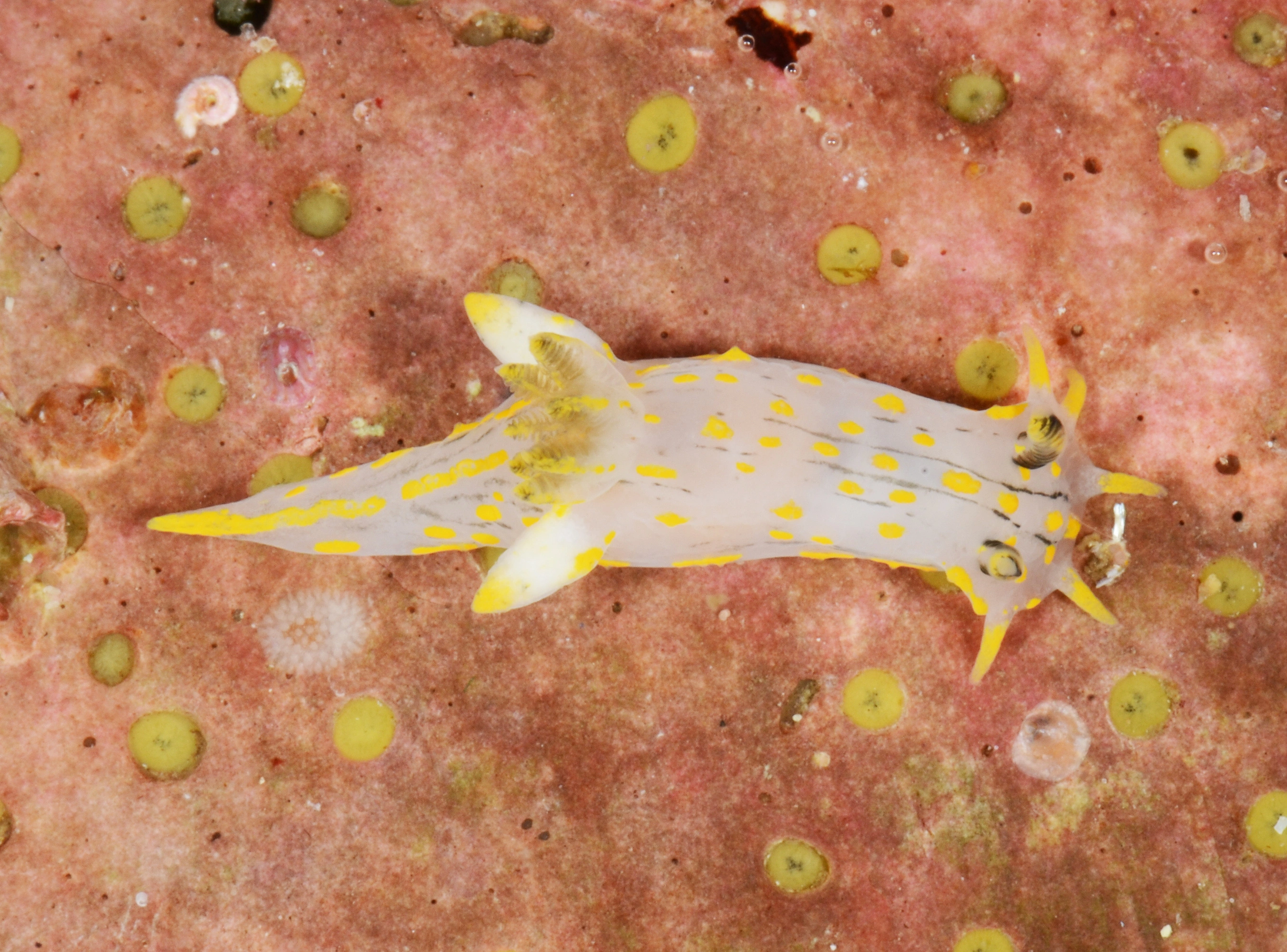 Snegler: Polycera quadrilineata.