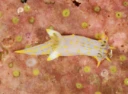Nakensnegler: Polycera quadrilineata.