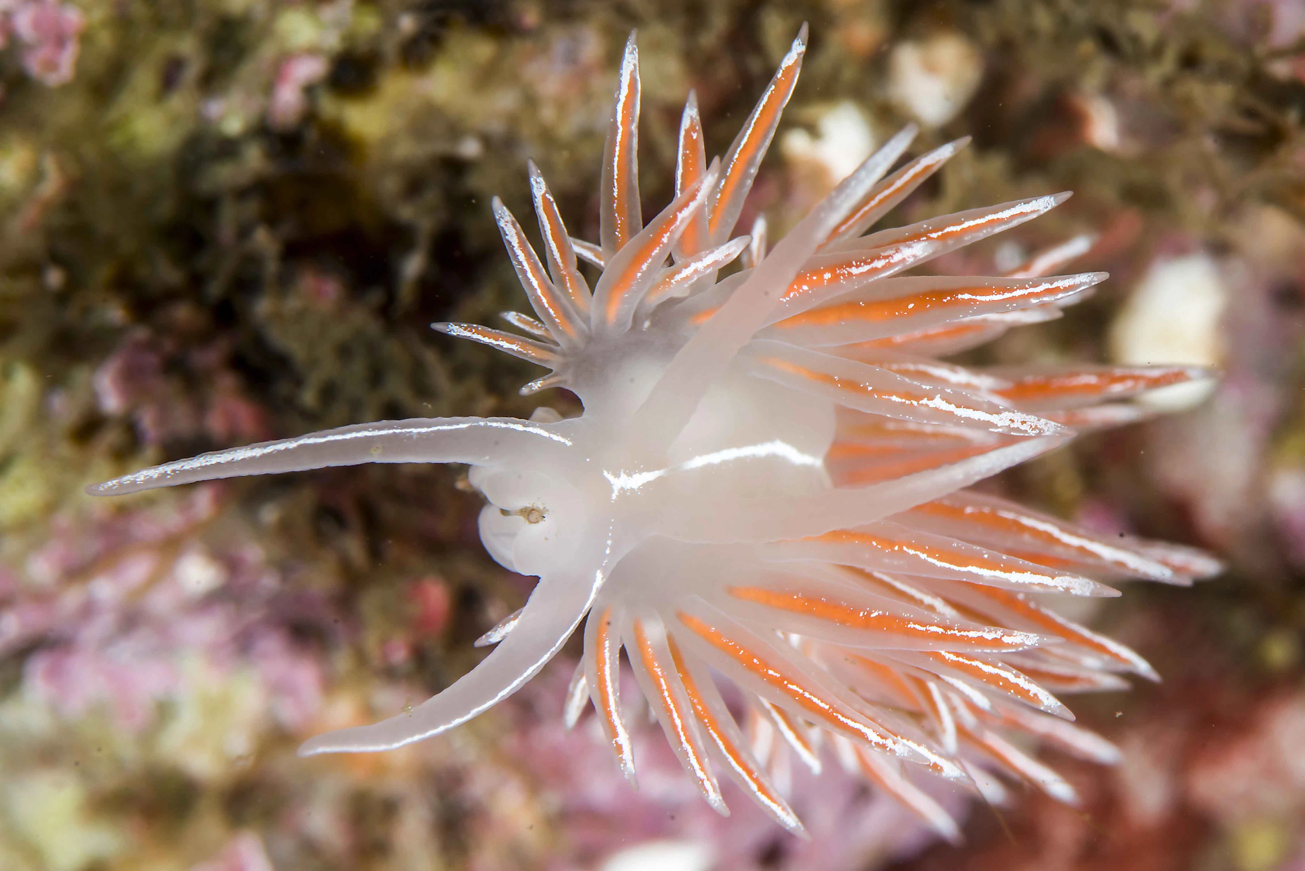 Nakensnegler: Coryphella lineata.