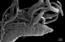 Flerbørstemarker: Caulleriella.