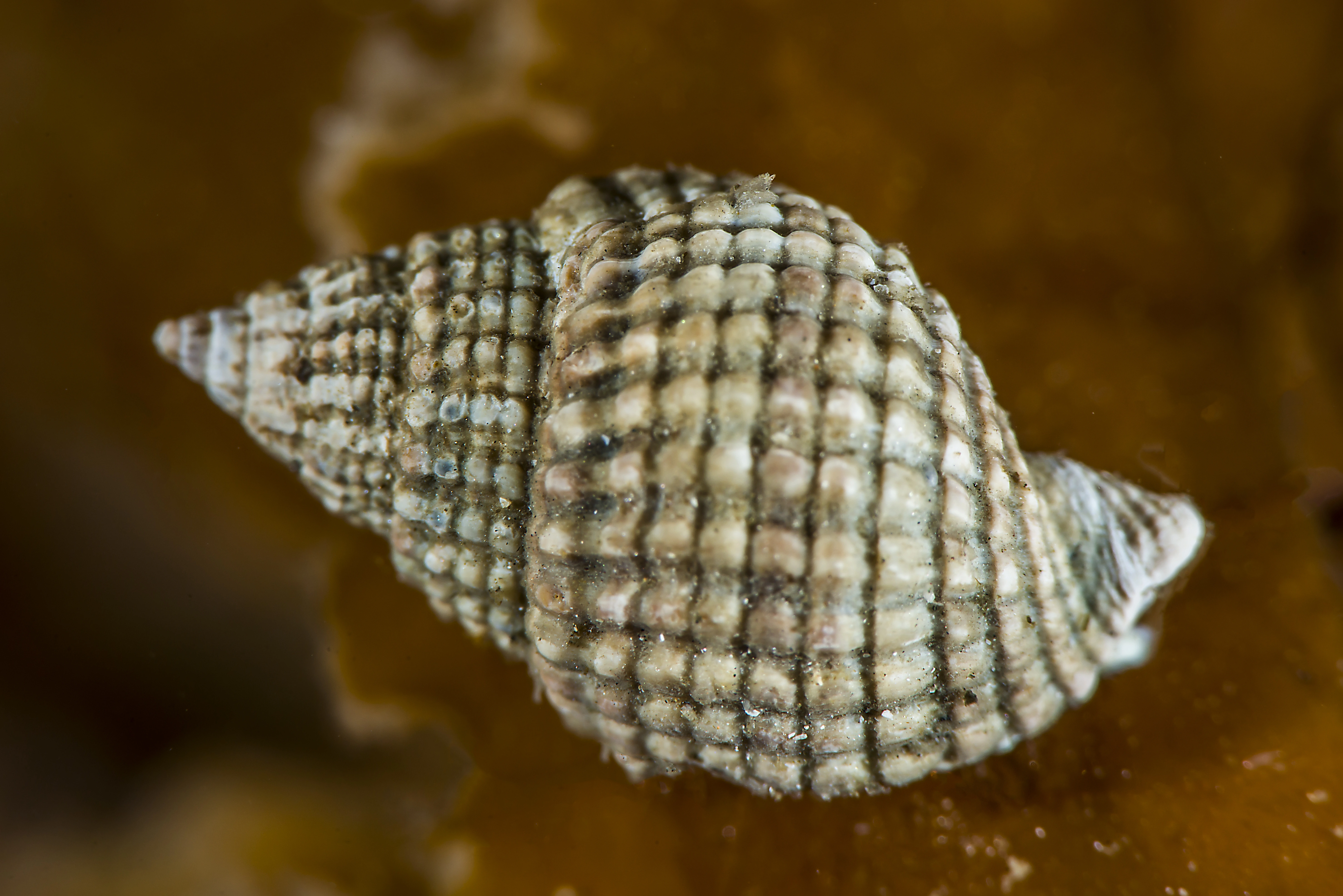 Snegler: Nassarius reticulatus.