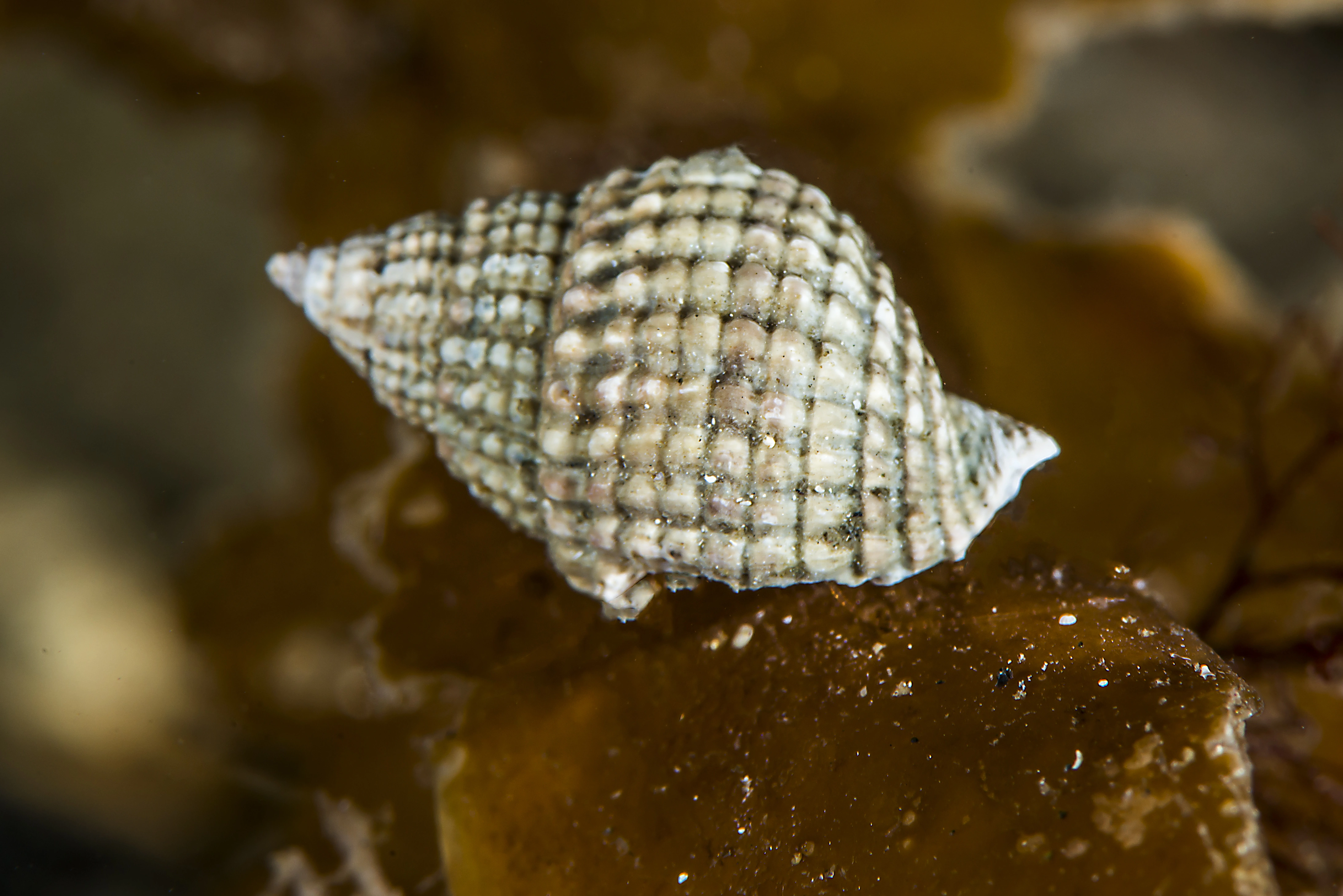 Snegler: Nassarius reticulatus.