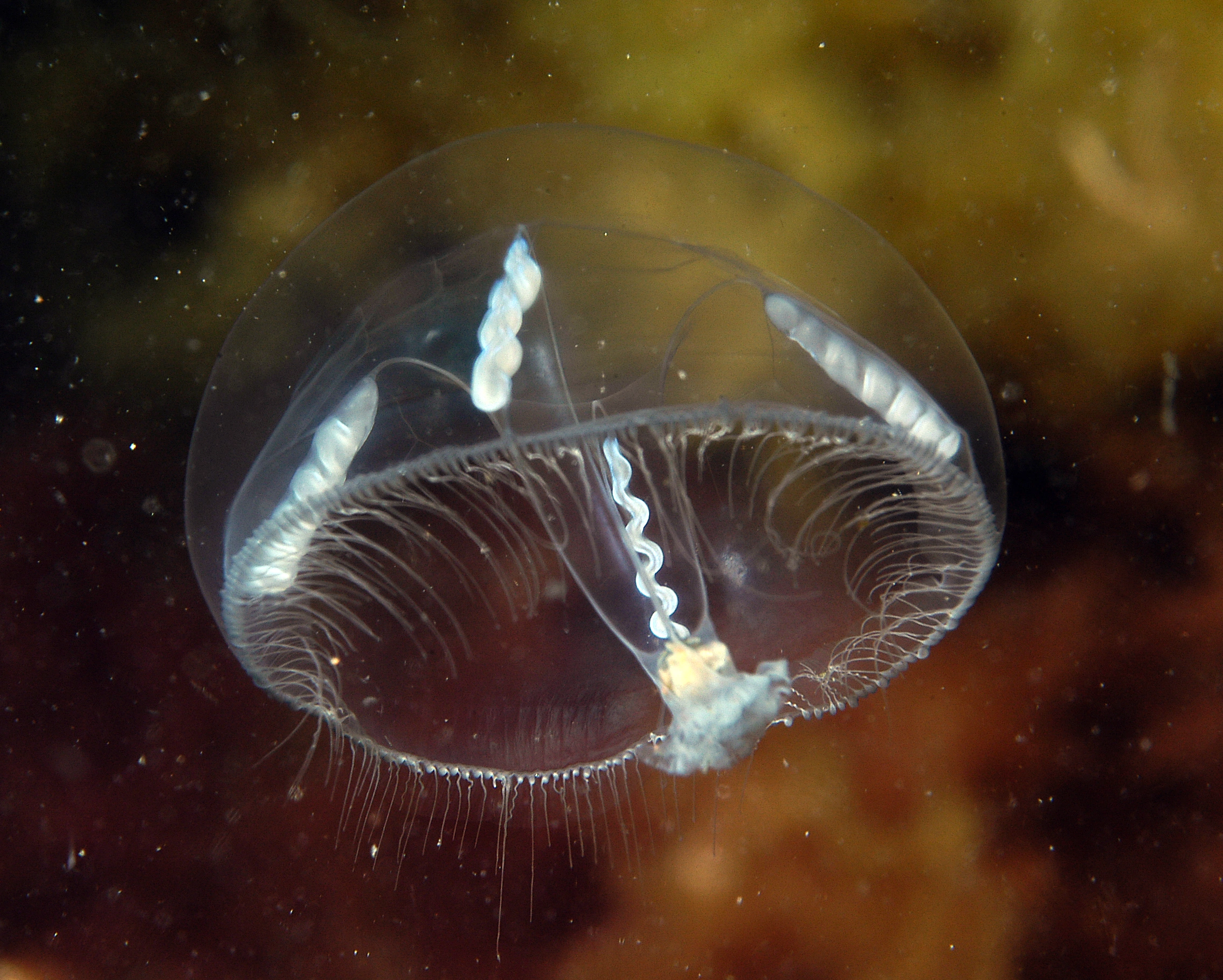 Hydrozoer: Eutonina indicans.