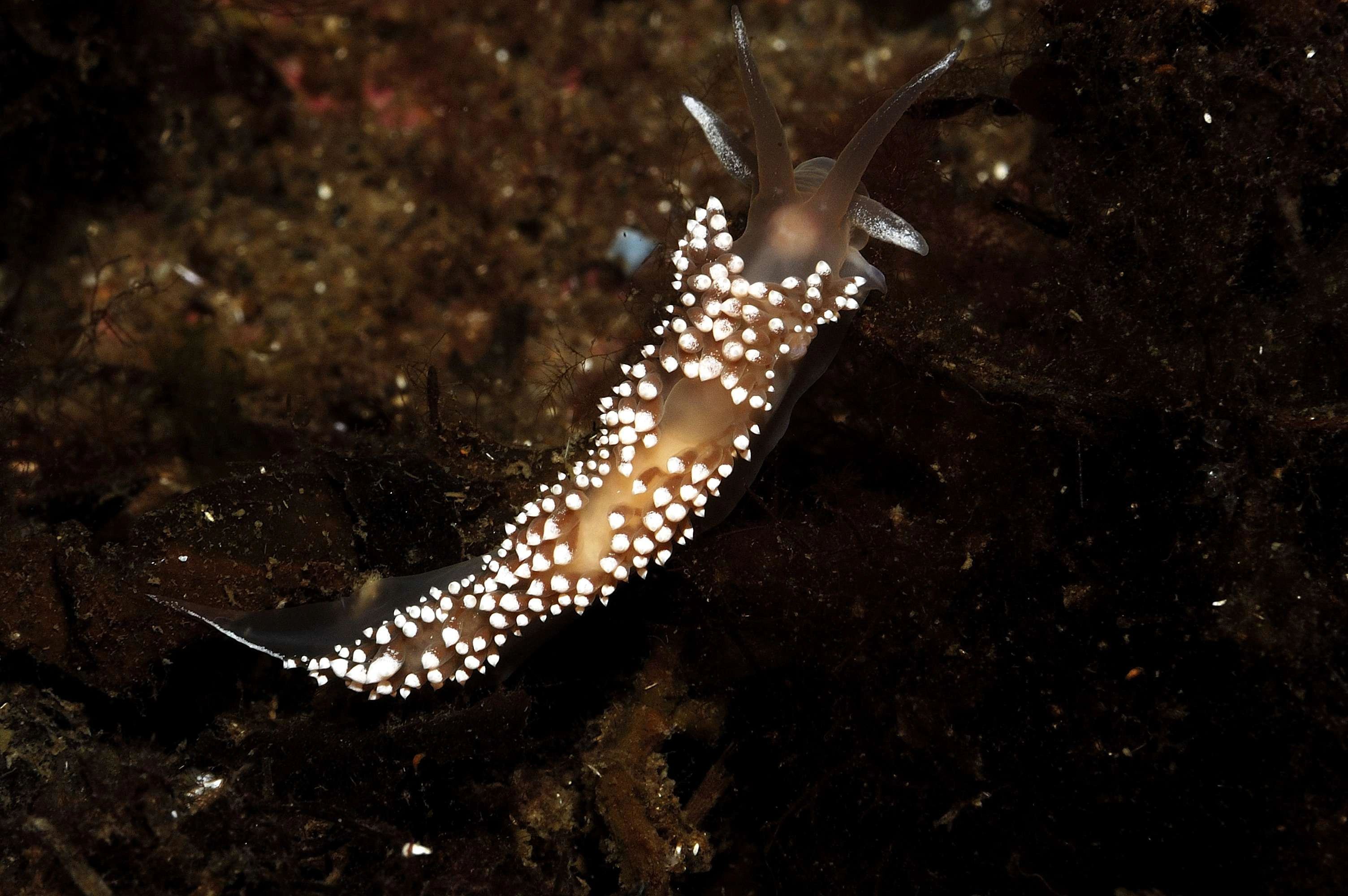 Nakensnegler: Coryphella verrucosa.