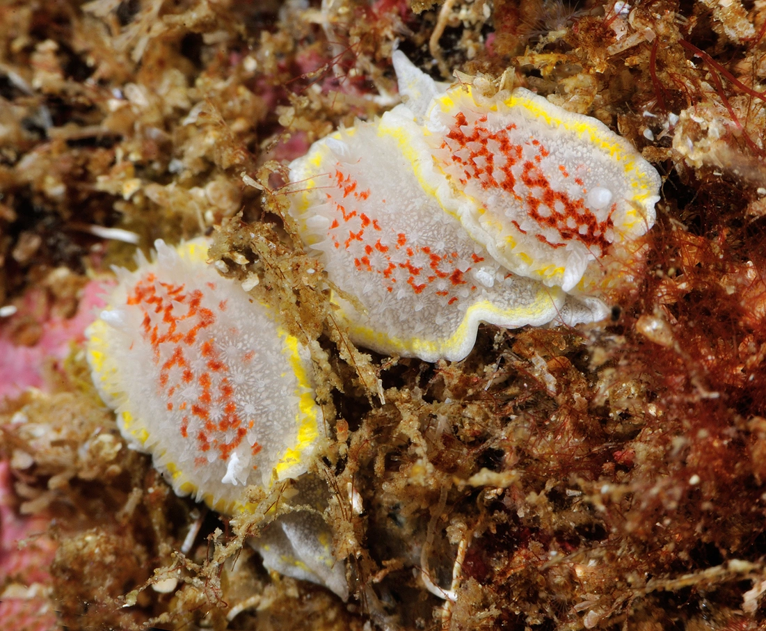 Snegler: Diaphorodoris luteocincta.