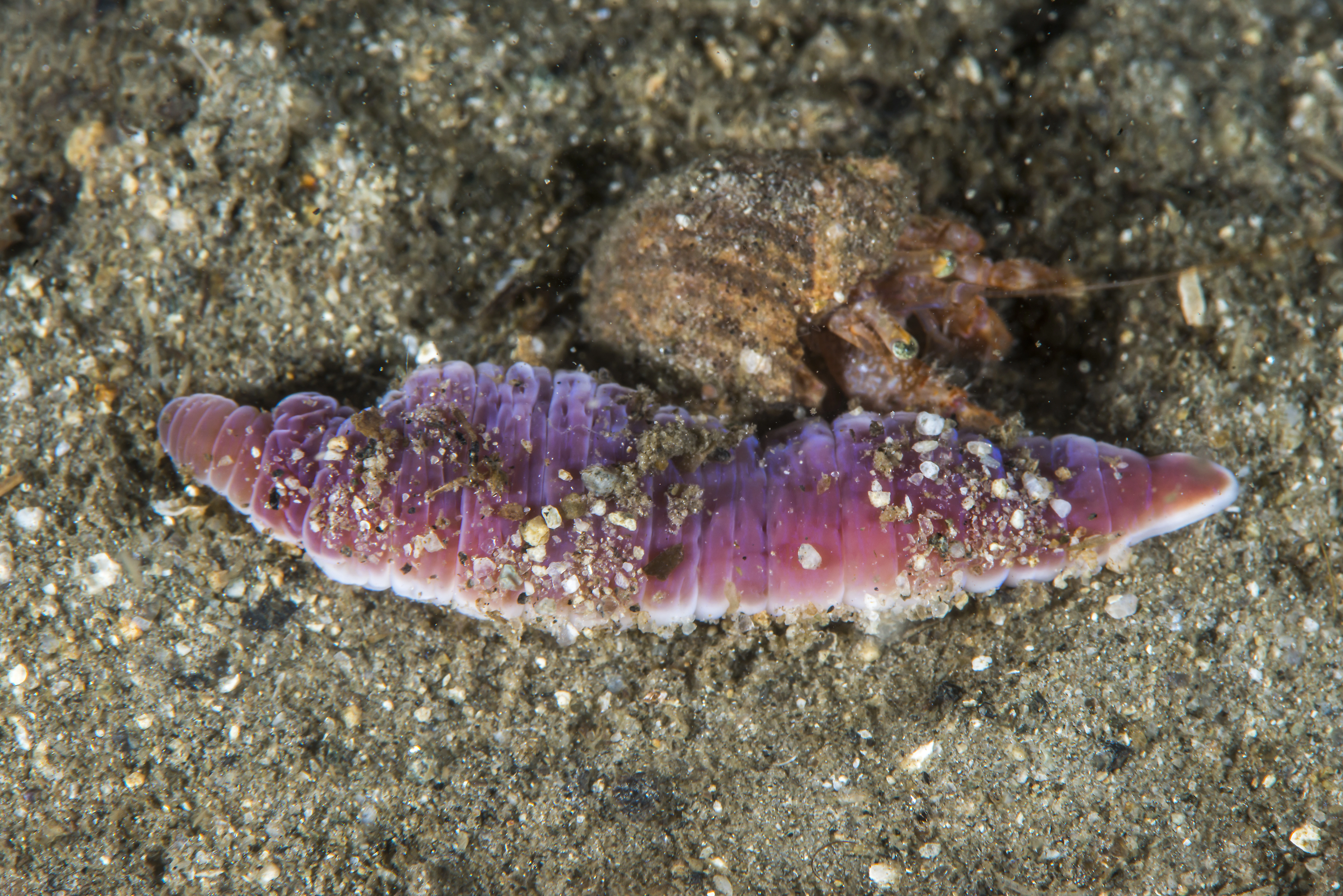 Slimormer: Cerebratulus.