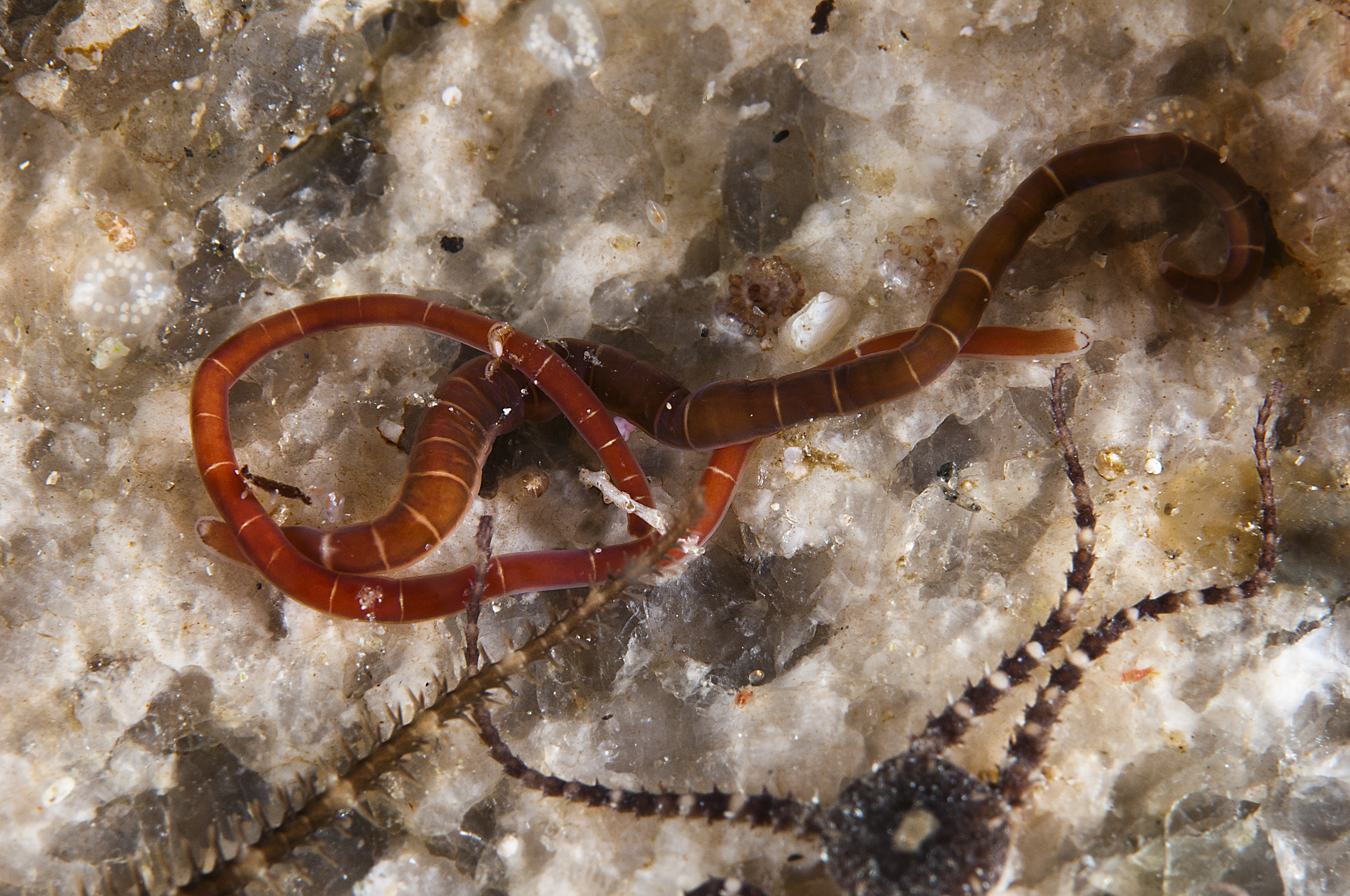 Slimormer: Micrura fasciolata.