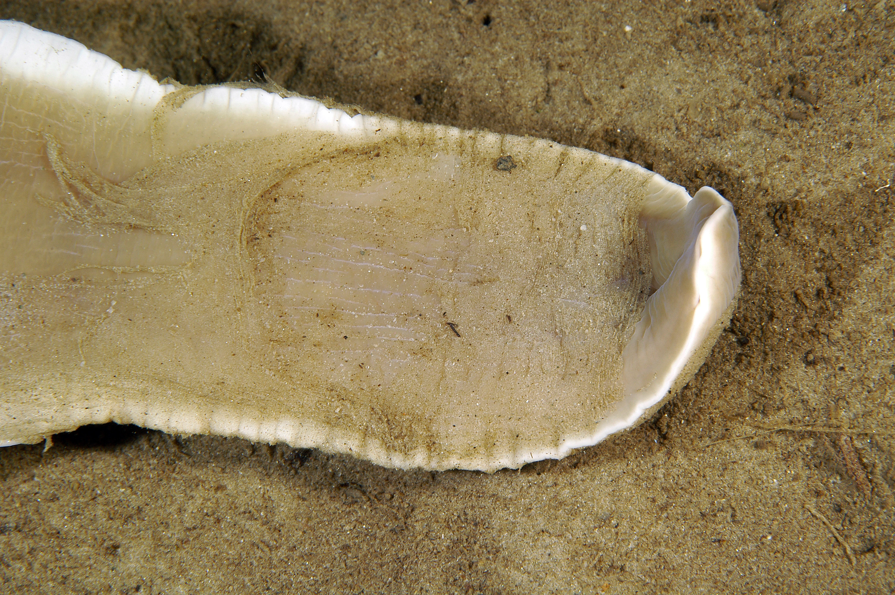 Slimormer: Cerebratulus marginatus.