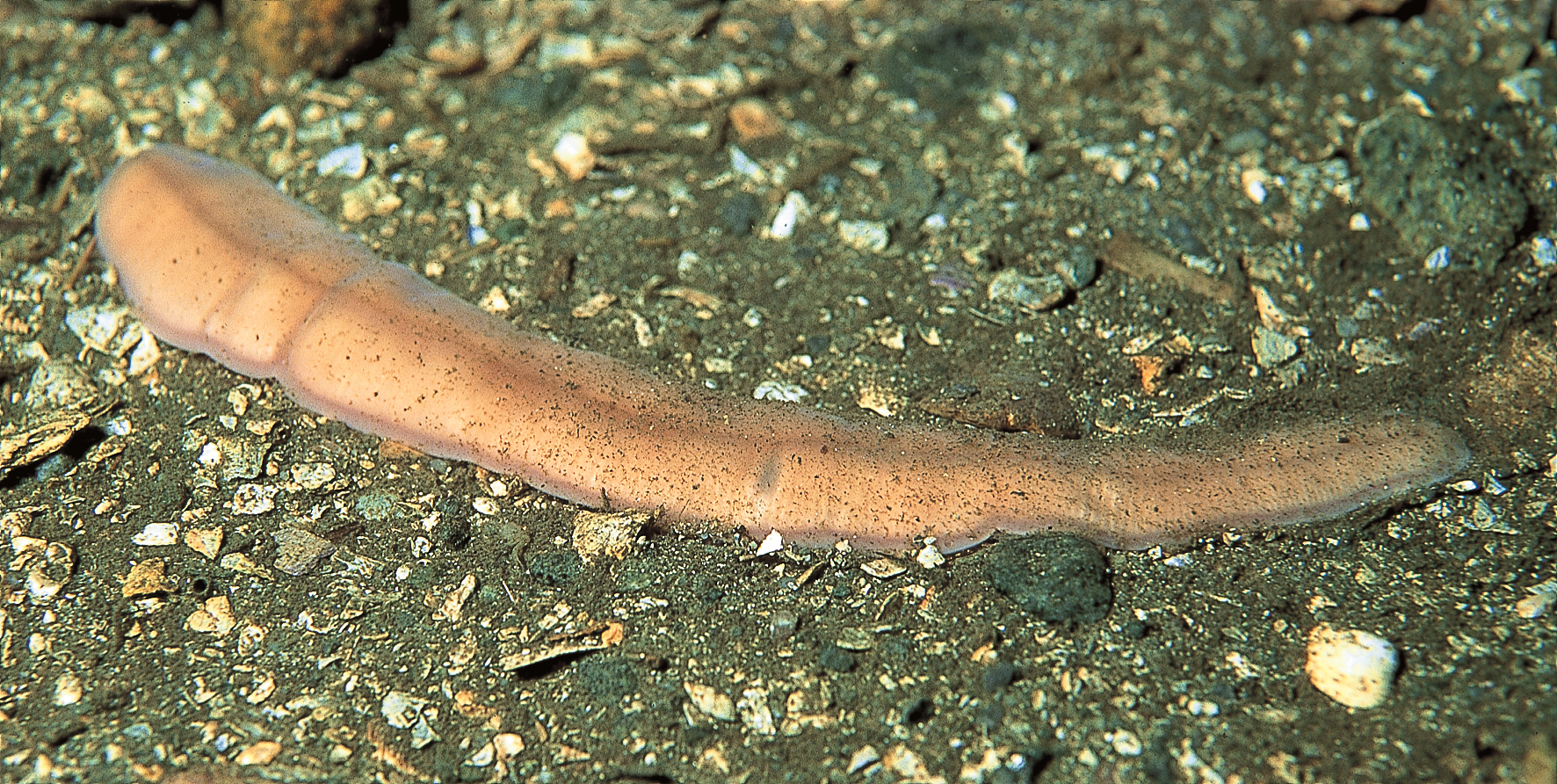 Slimormer: Cerebratulus marginatus.