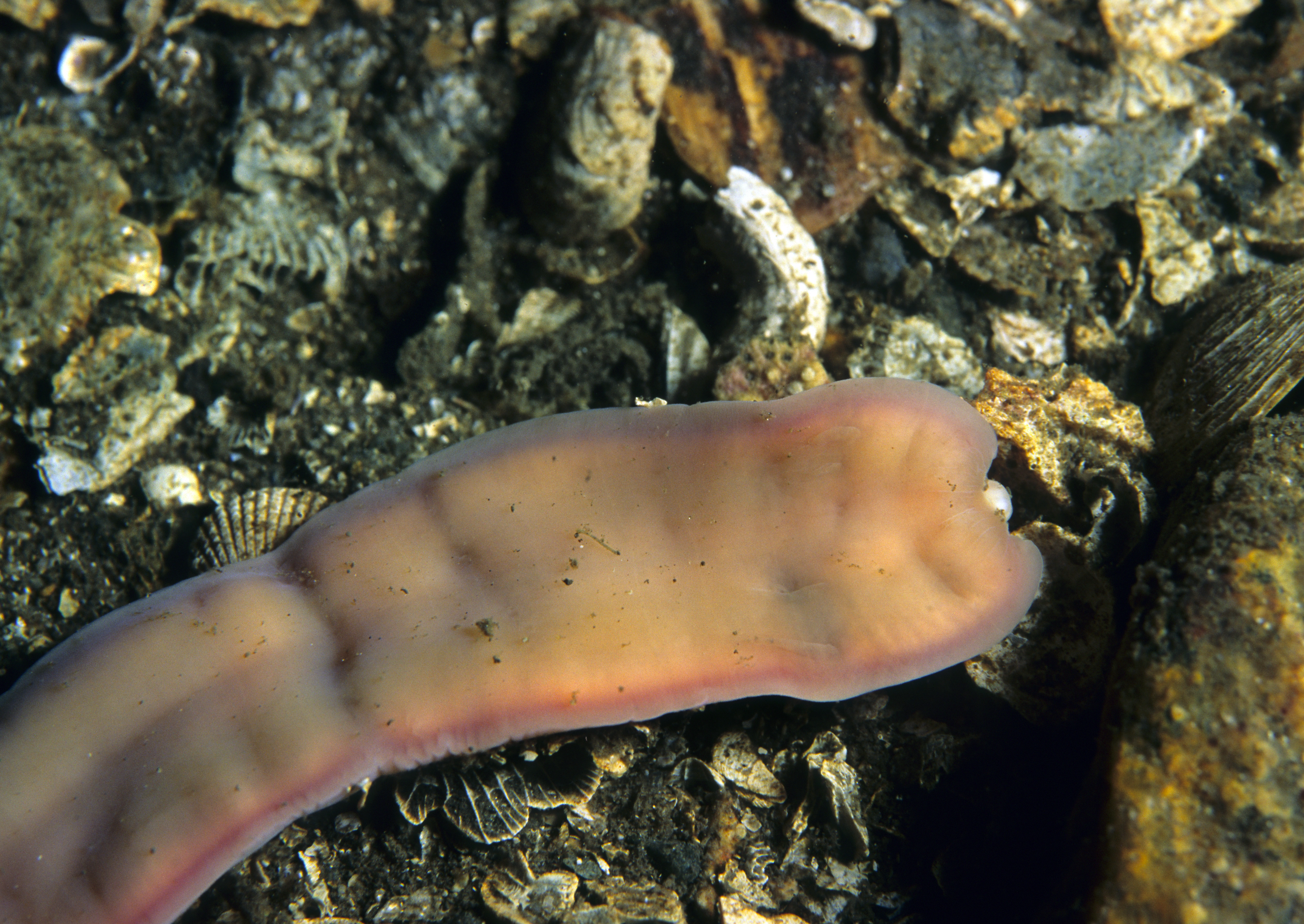 Slimormer: Cerebratulus marginatus.