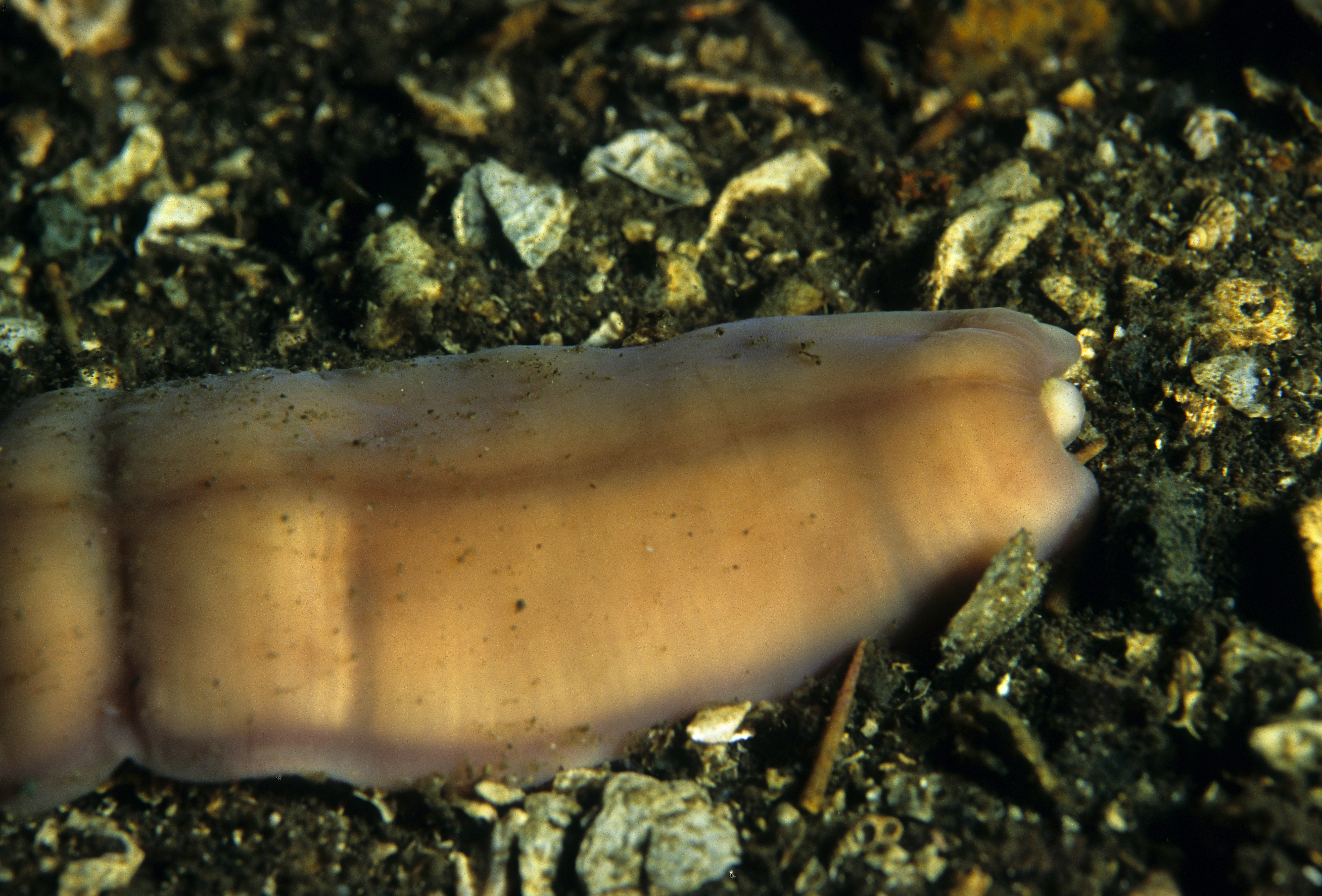 Slimormer: Cerebratulus marginatus.