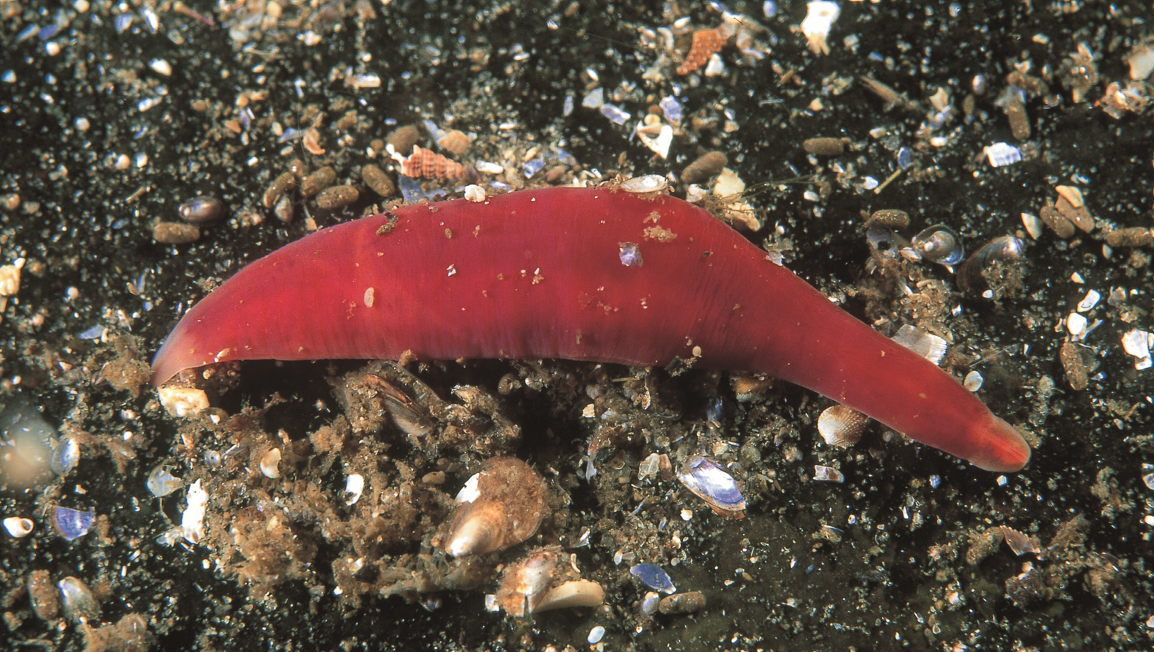 Slimormer: Nipponnemertes pulchra.