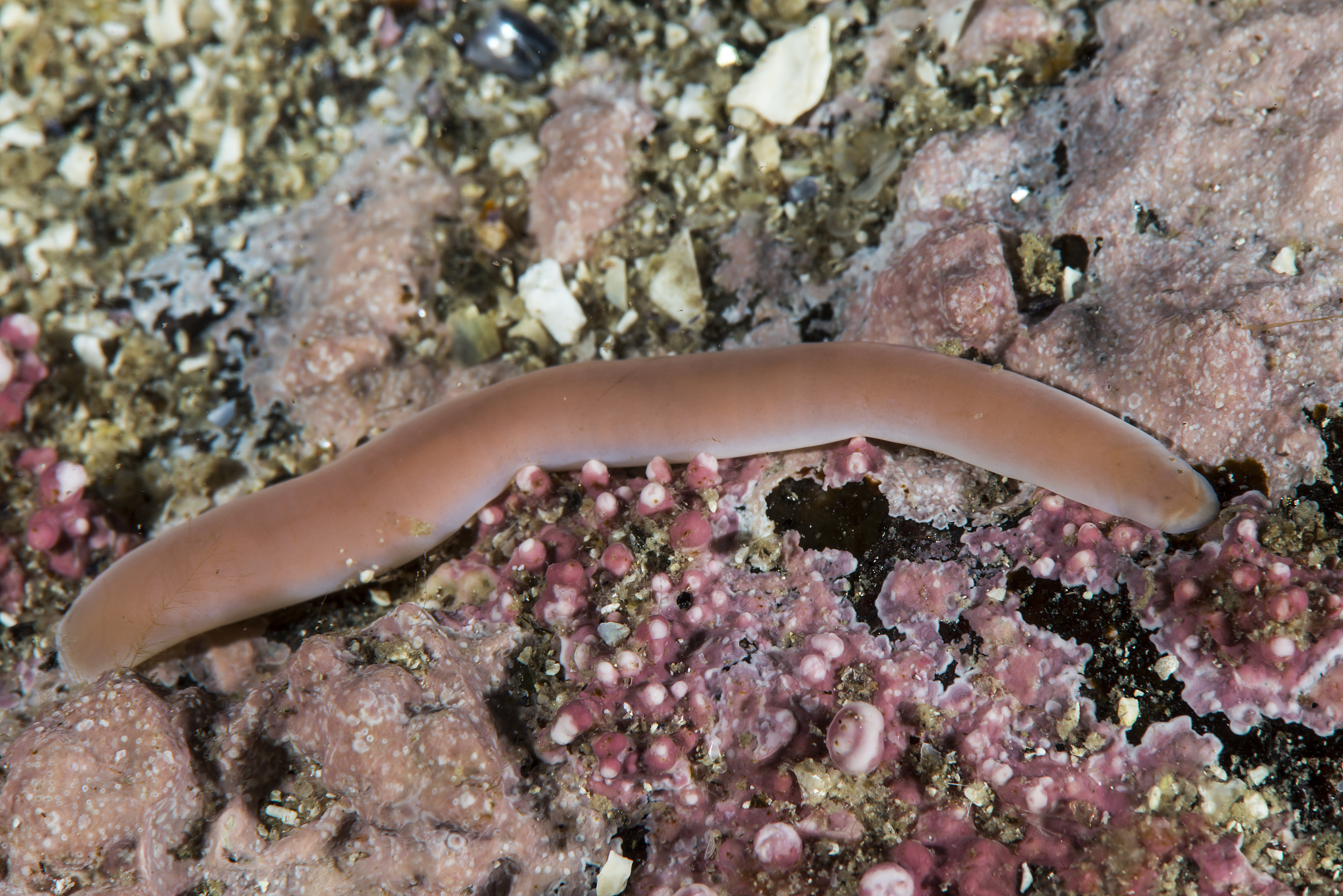 Slimormer: Nipponnemertes pulchra.