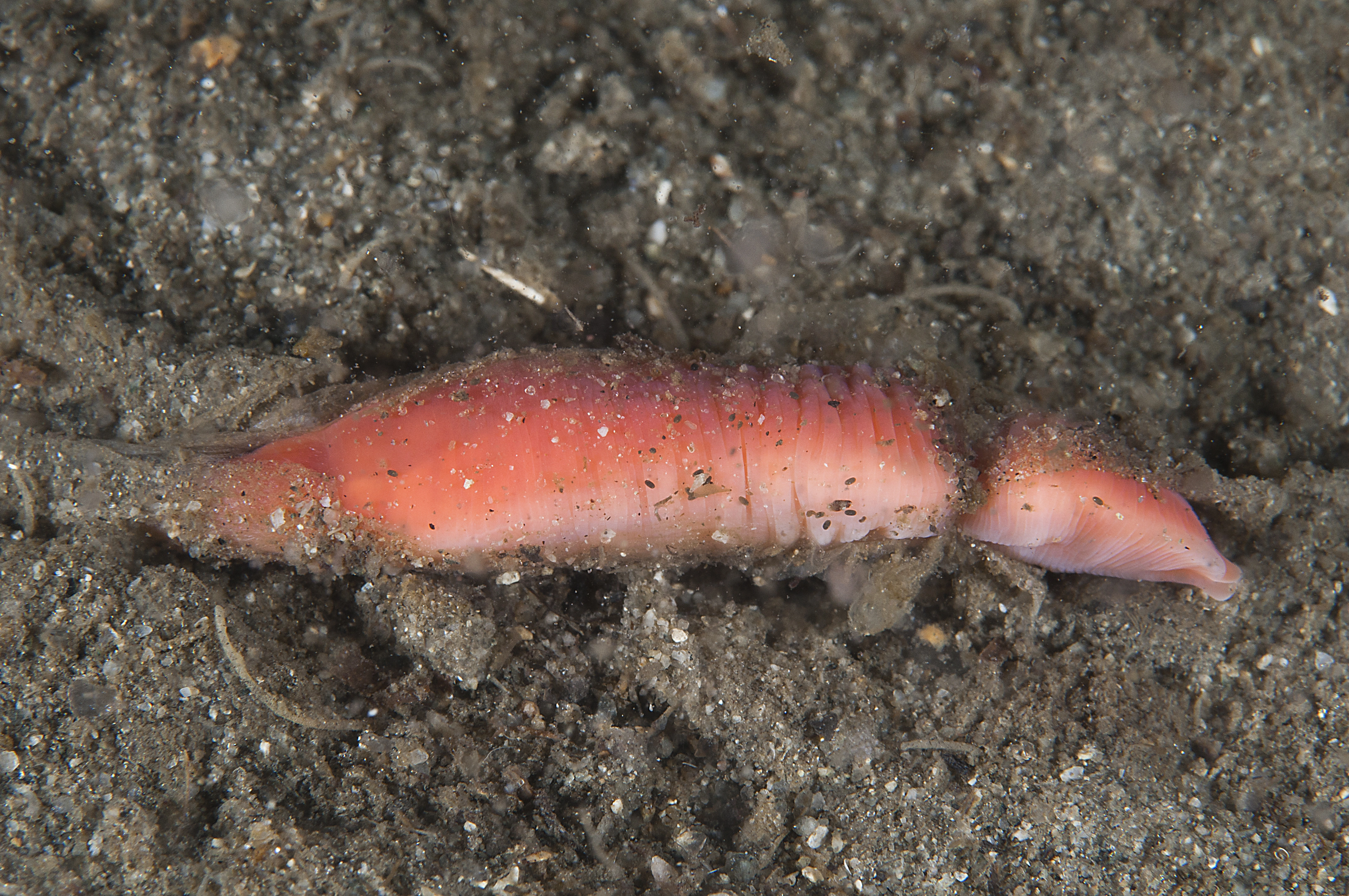 Slimormer: Nipponnemertes pulchra.