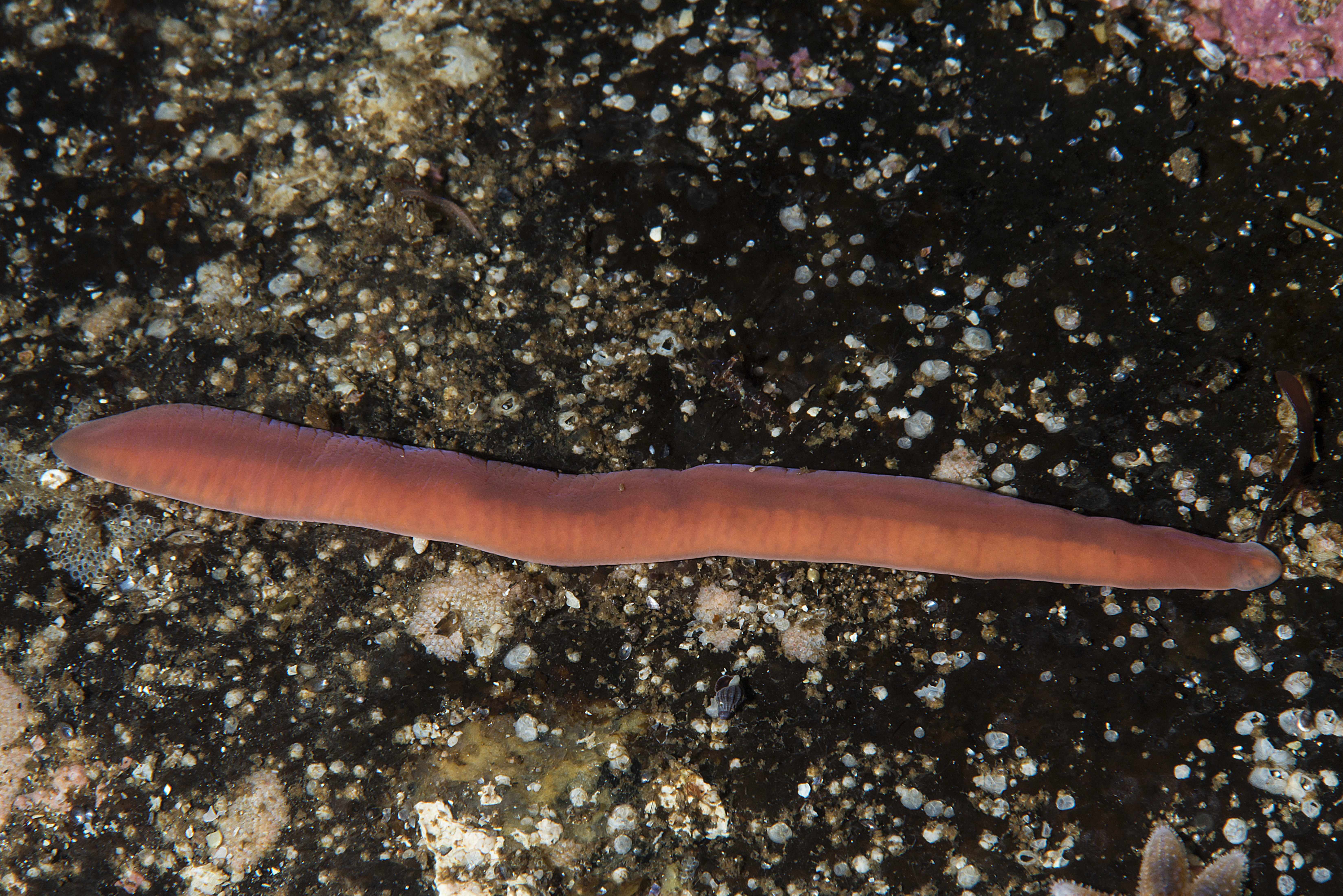 Slimormer: Nipponnemertes pulchra.