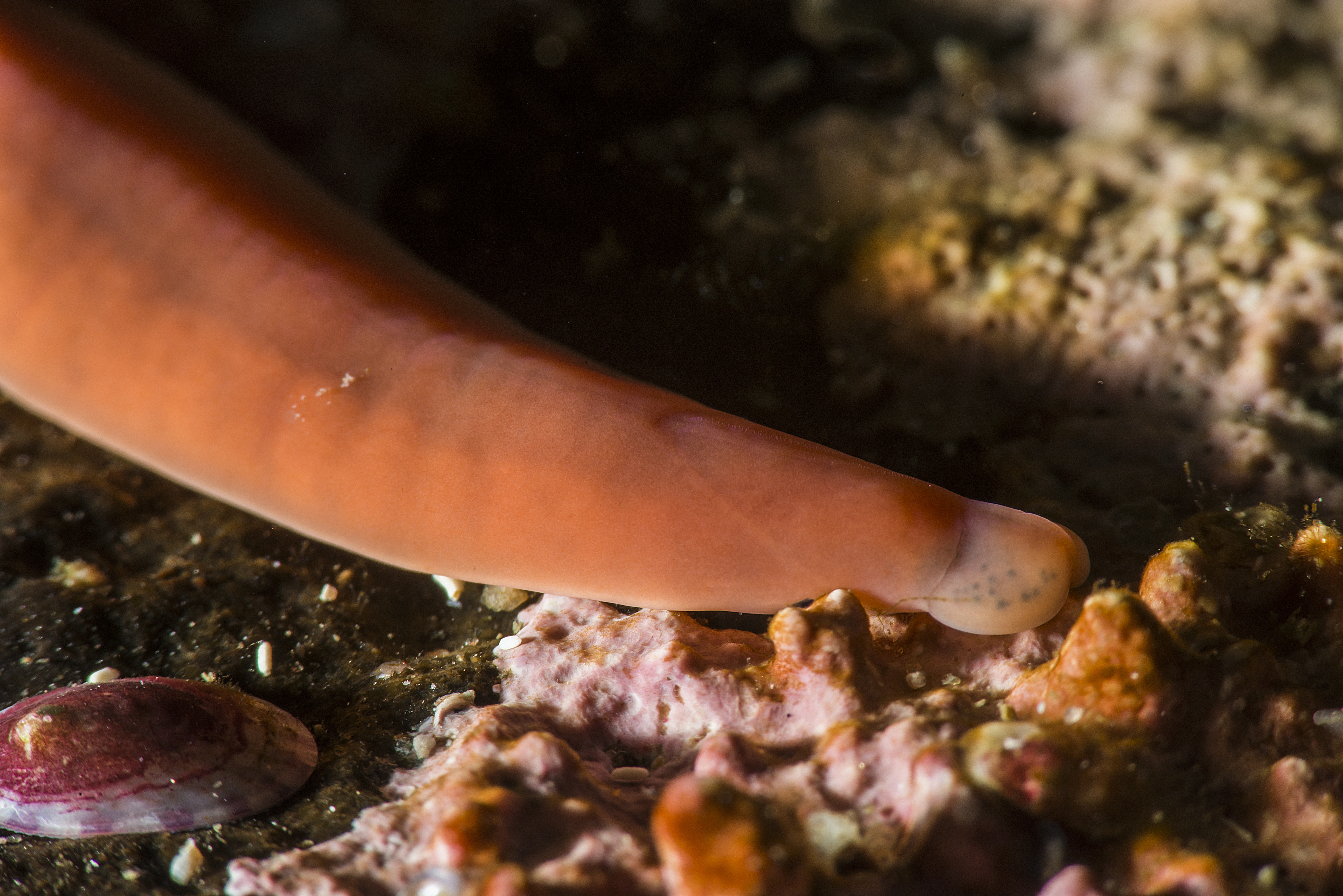 Slimormer: Nipponnemertes pulchra.