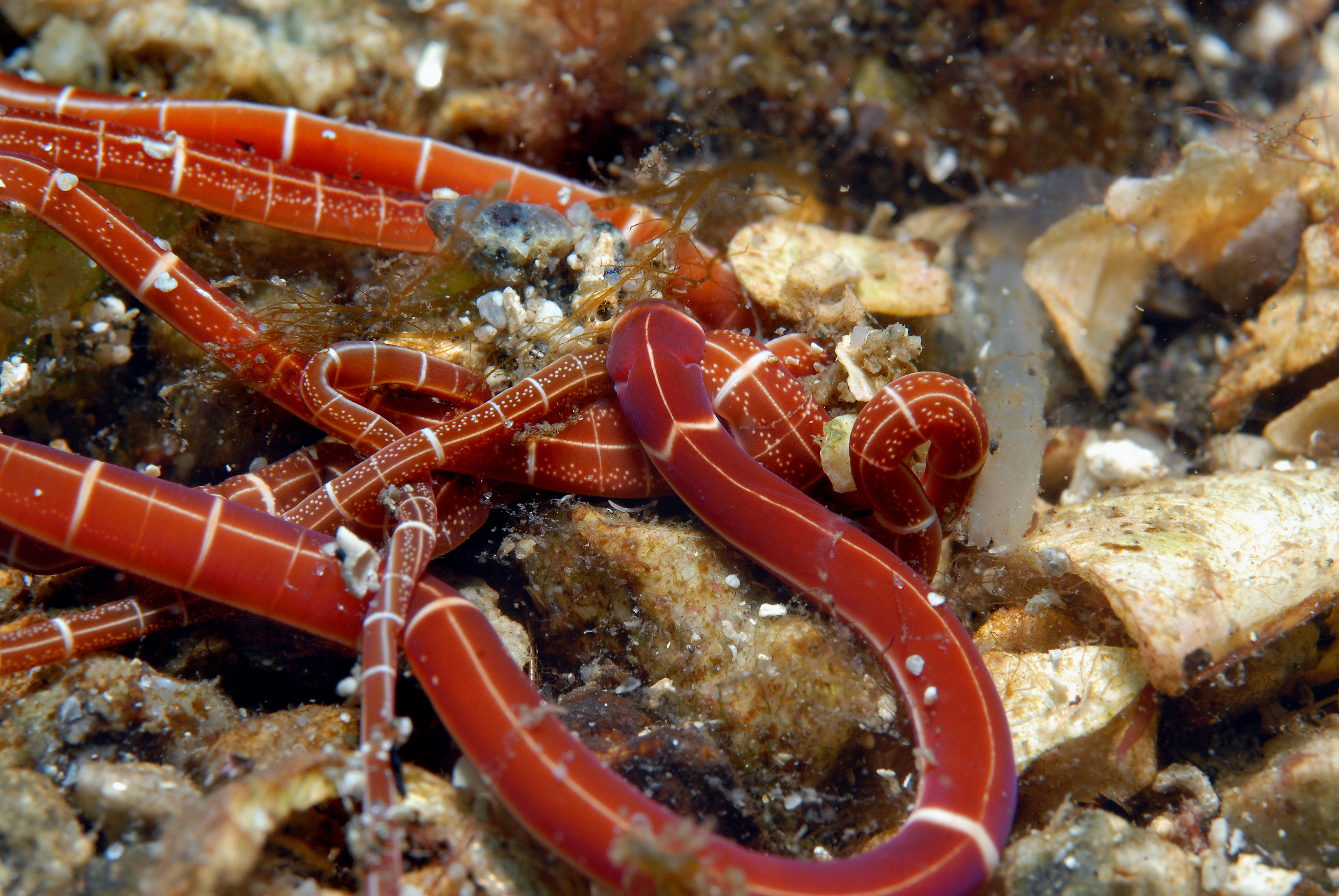 Slimormer: Tubulanus annulatus.