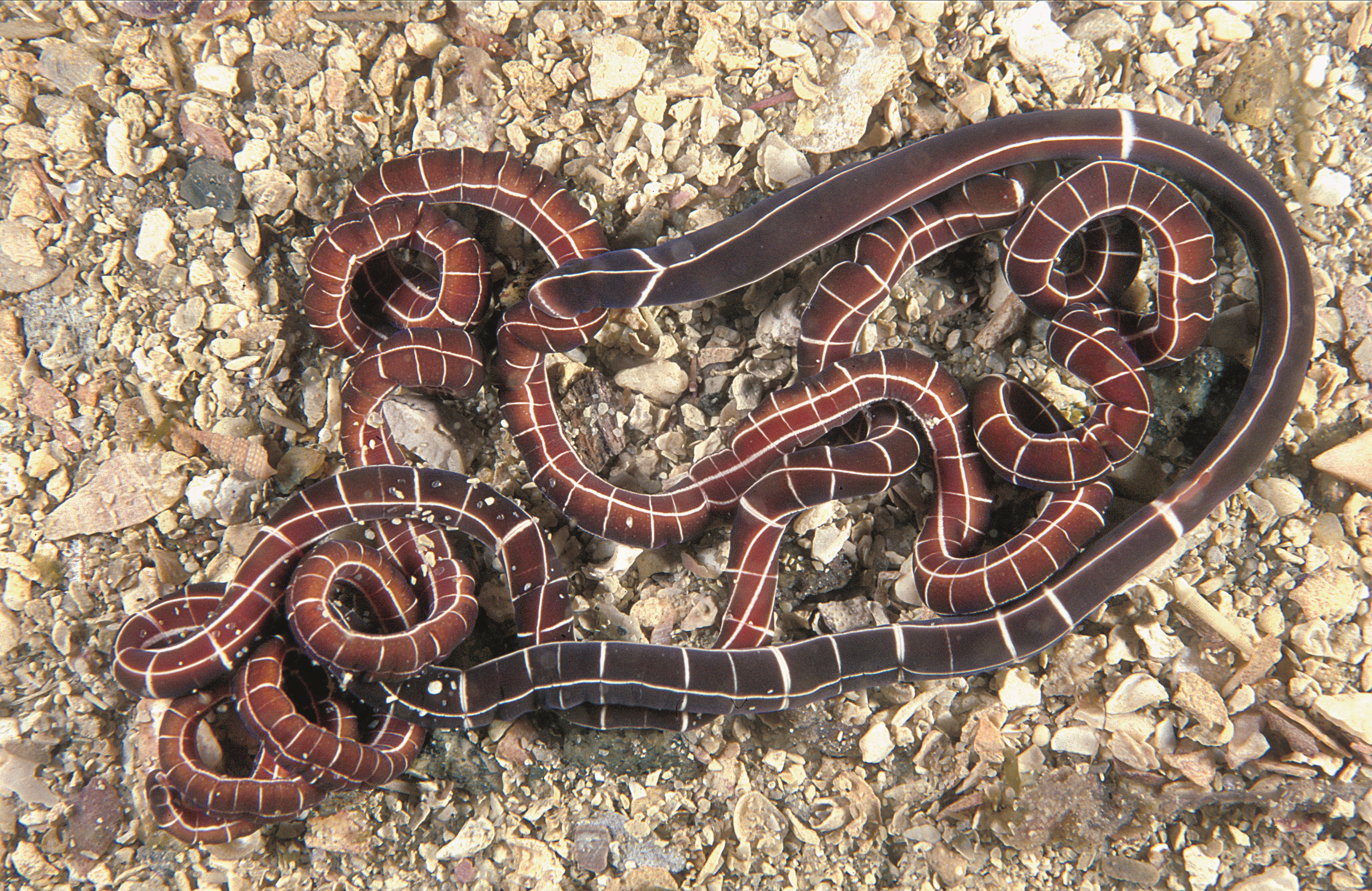 Slimormer: Tubulanus annulatus.