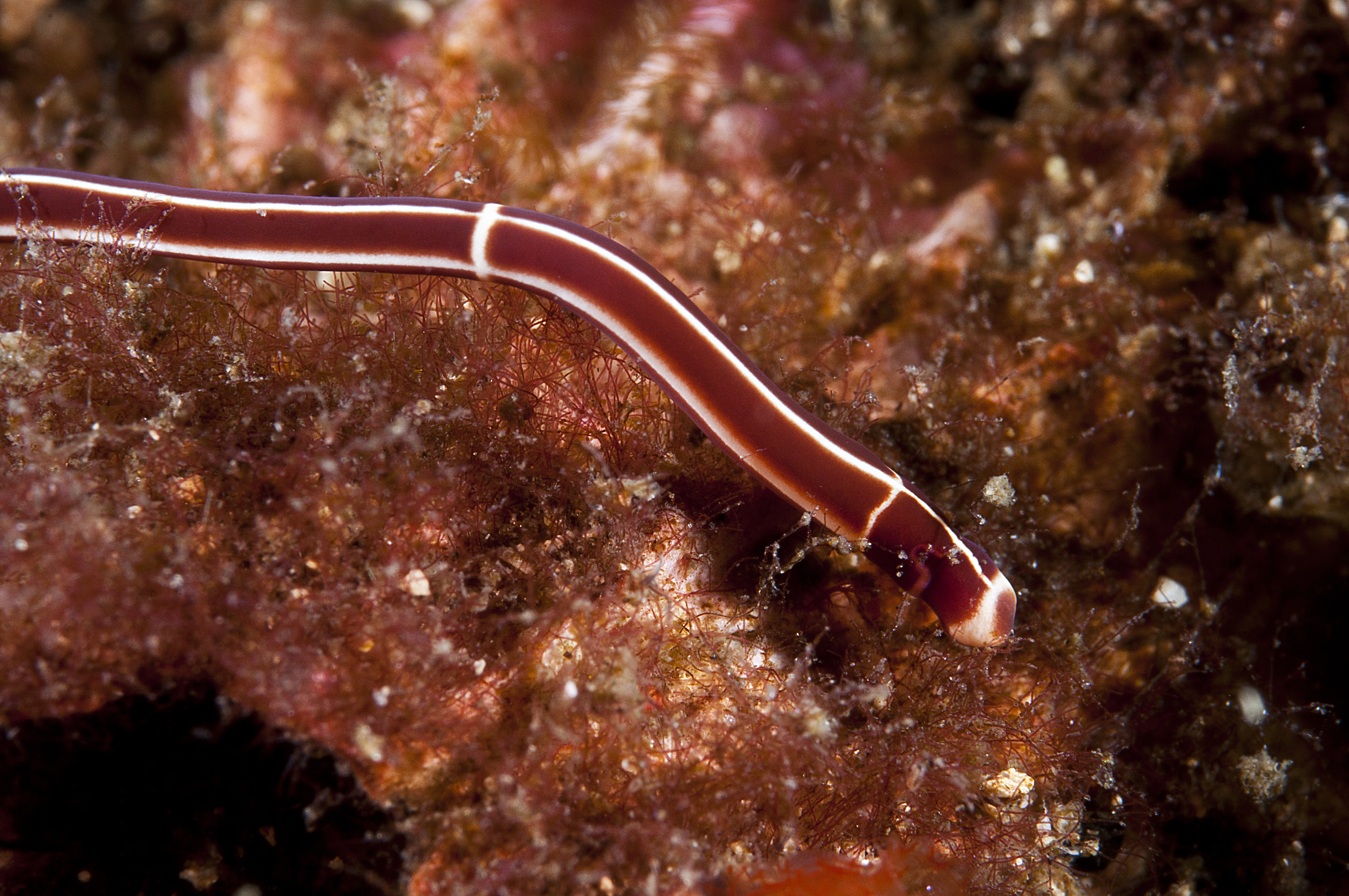 Slimormer: Tubulanus annulatus.