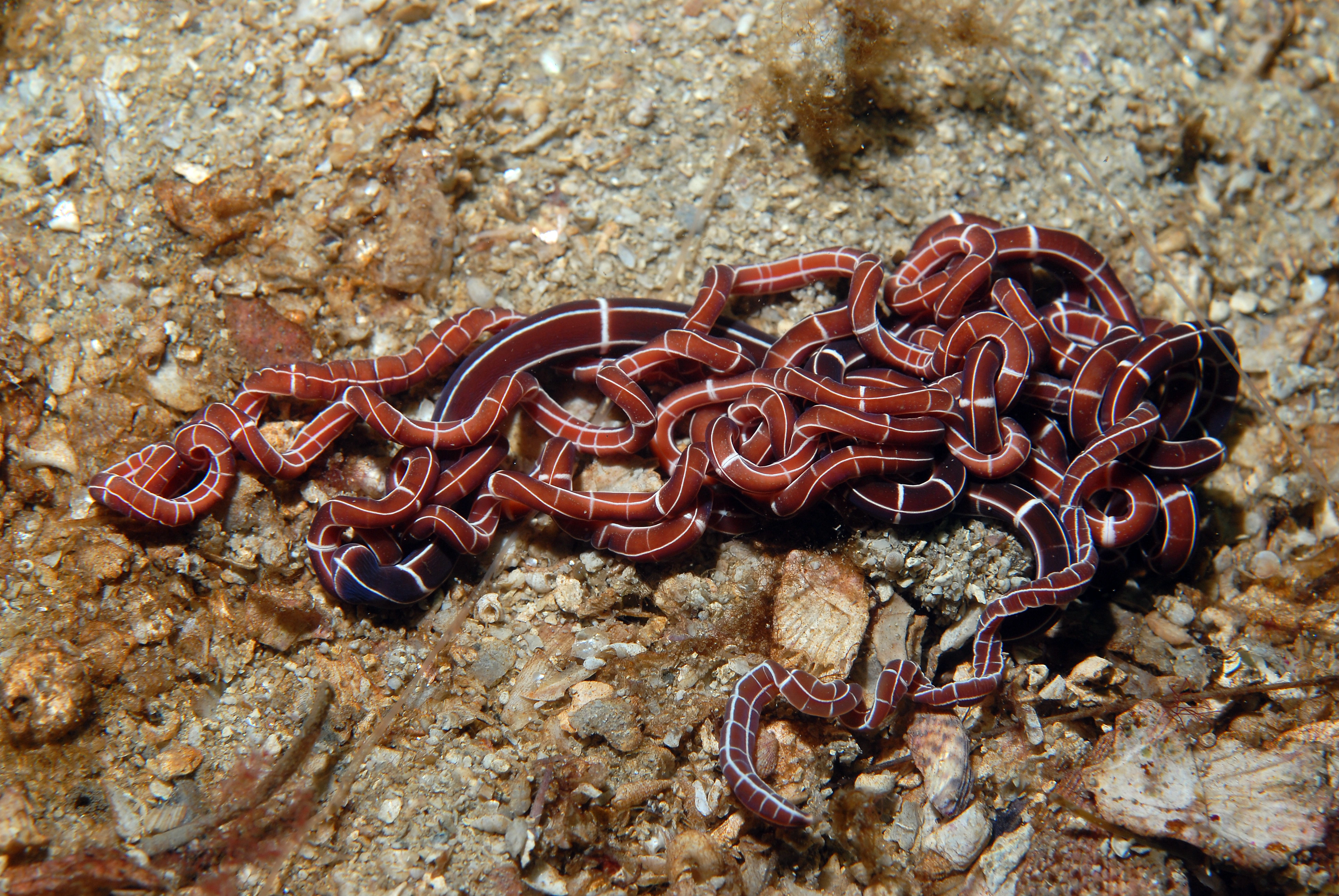 Slimormer: Tubulanus superbus.