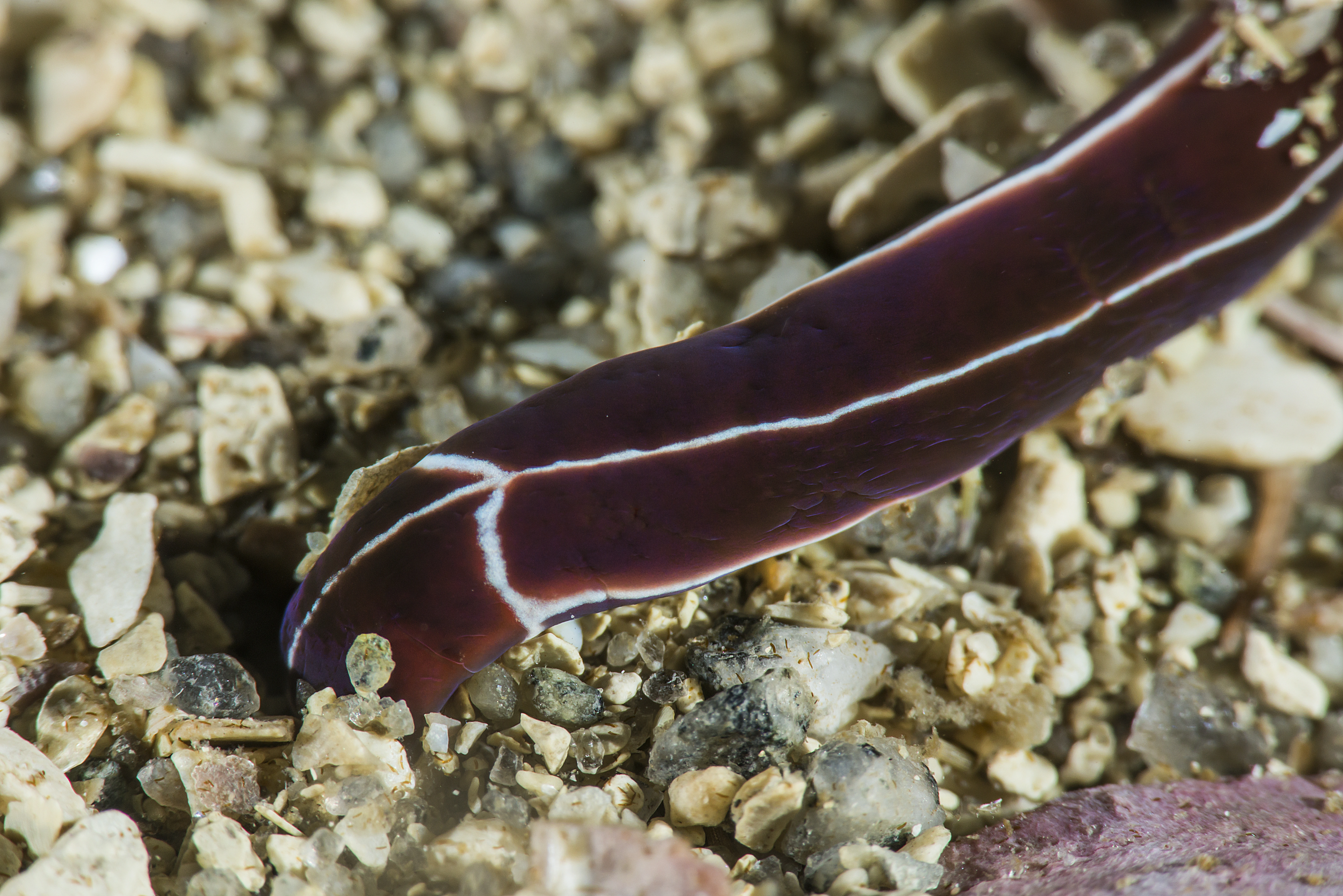 Slimormer: Tubulanus superbus.