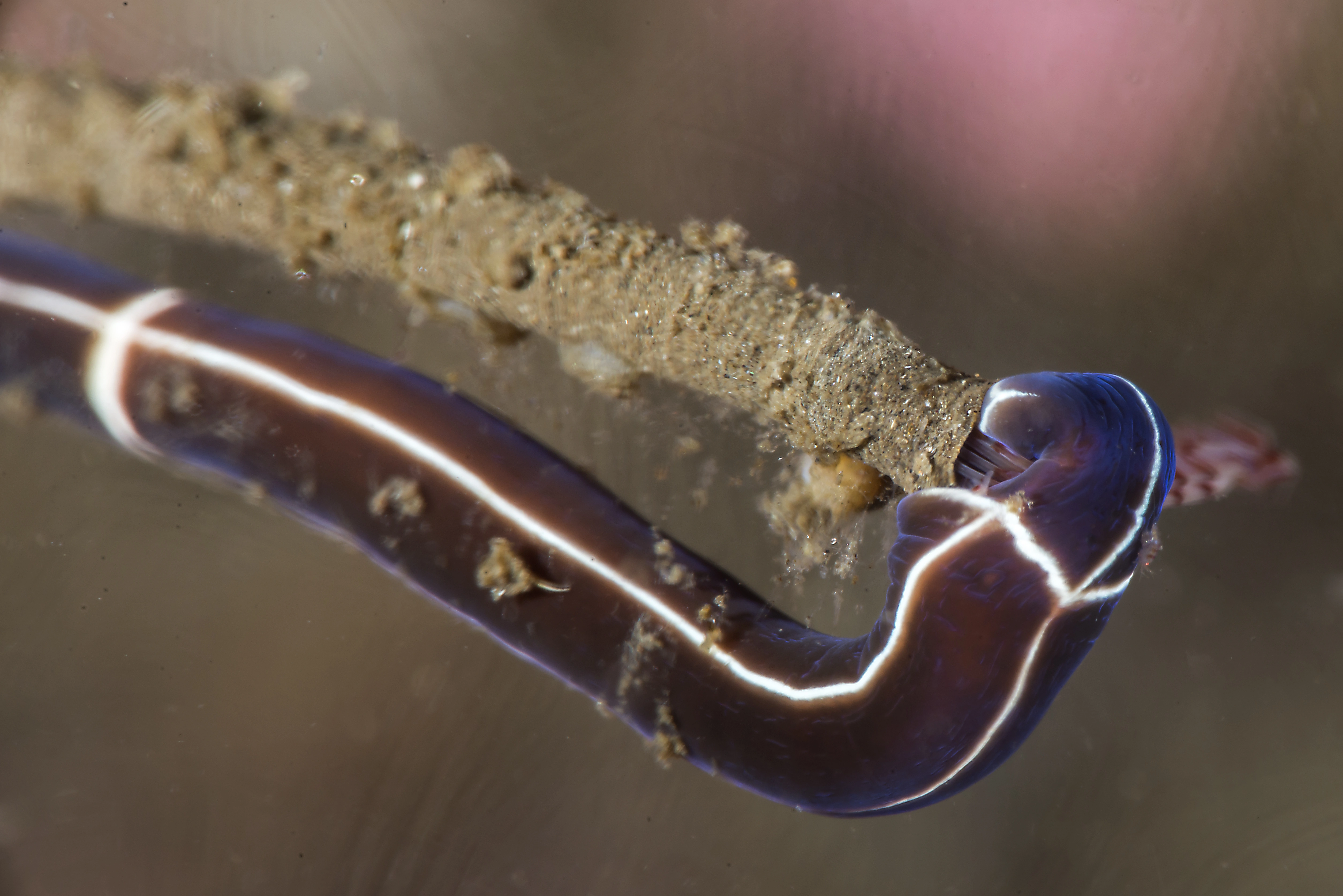 Slimormer: Tubulanus superbus.