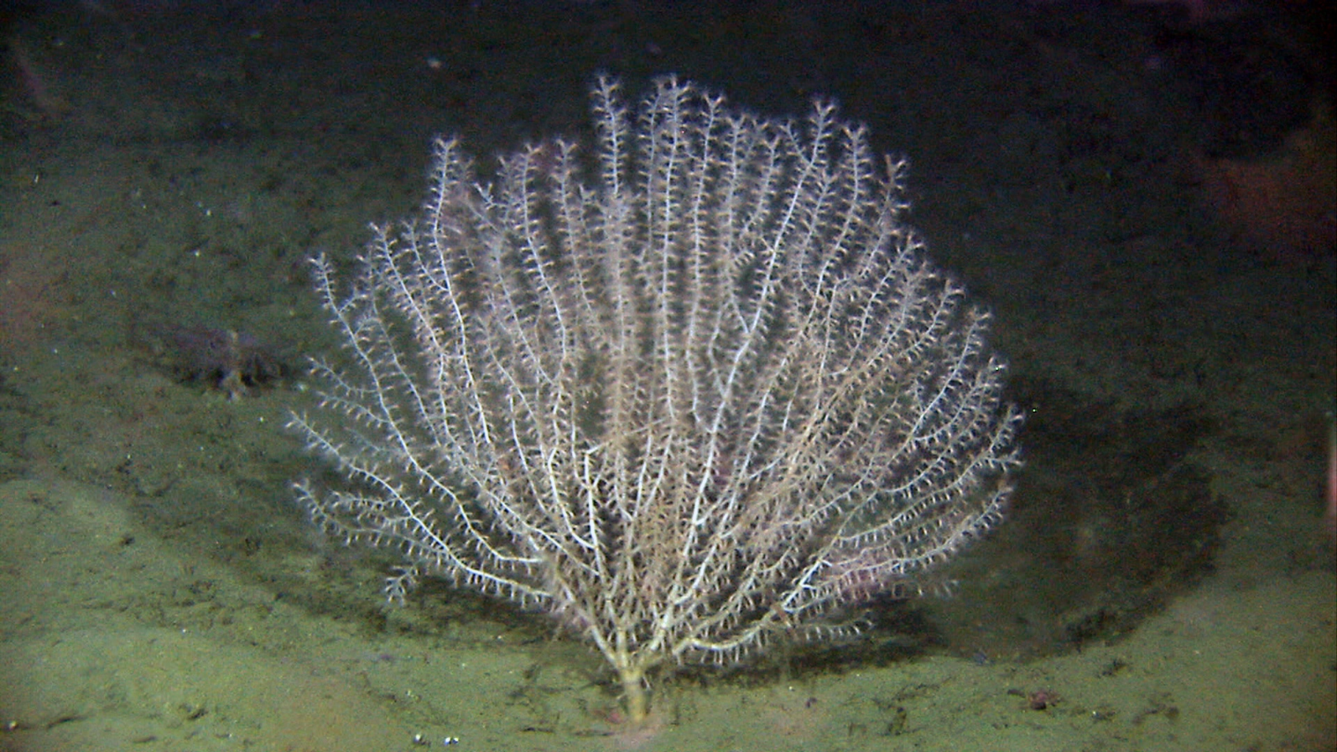 Åttetallskoraller: Isidella lofotensis.