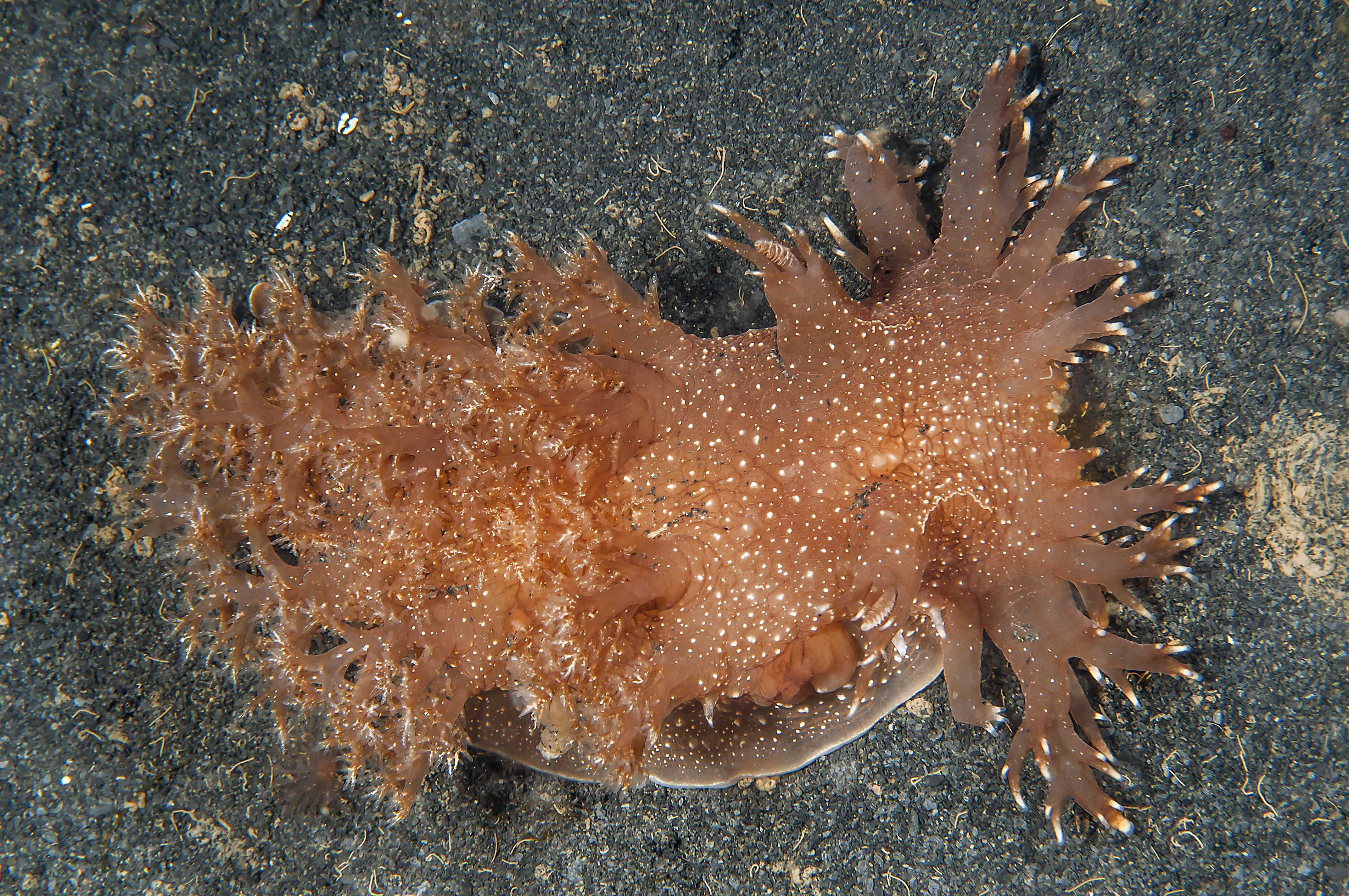 Snegler: Dendronotus robustus.