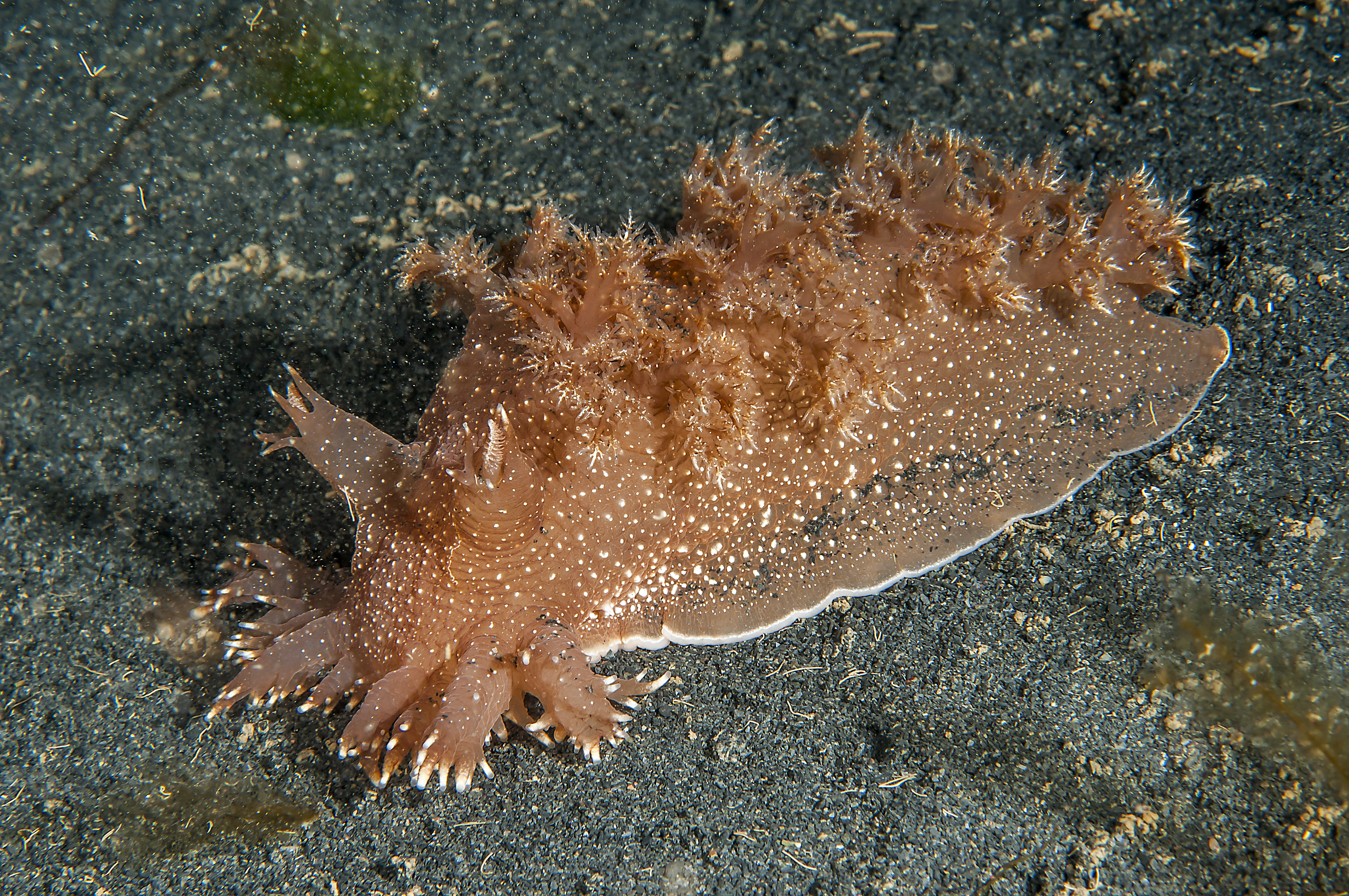 Snegler: Dendronotus robustus.