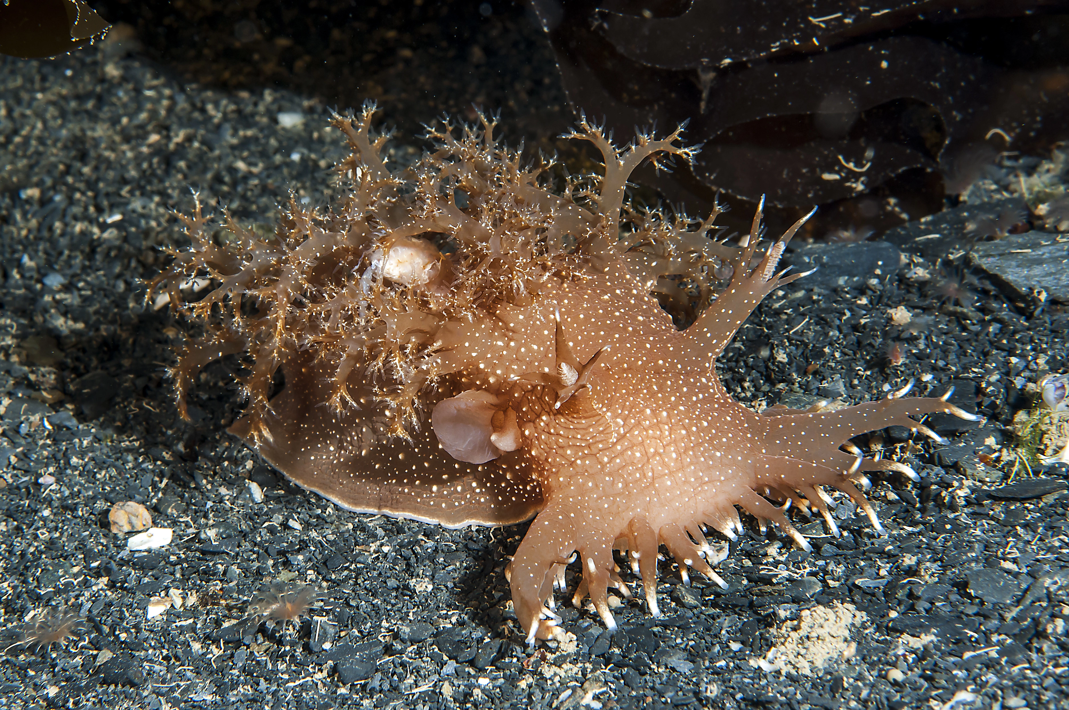 Snegler: Dendronotus robustus.