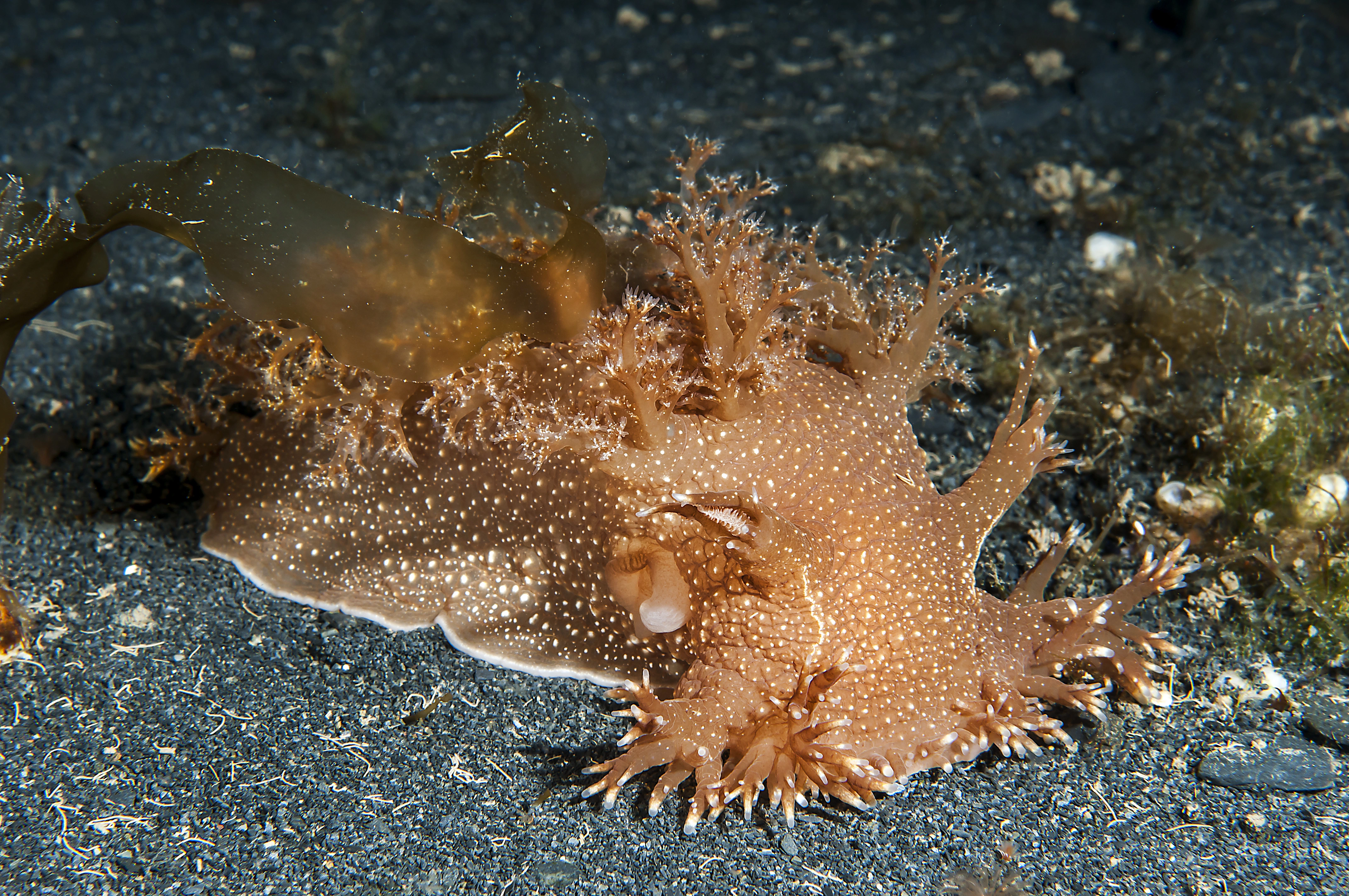 Snegler: Dendronotus robustus.