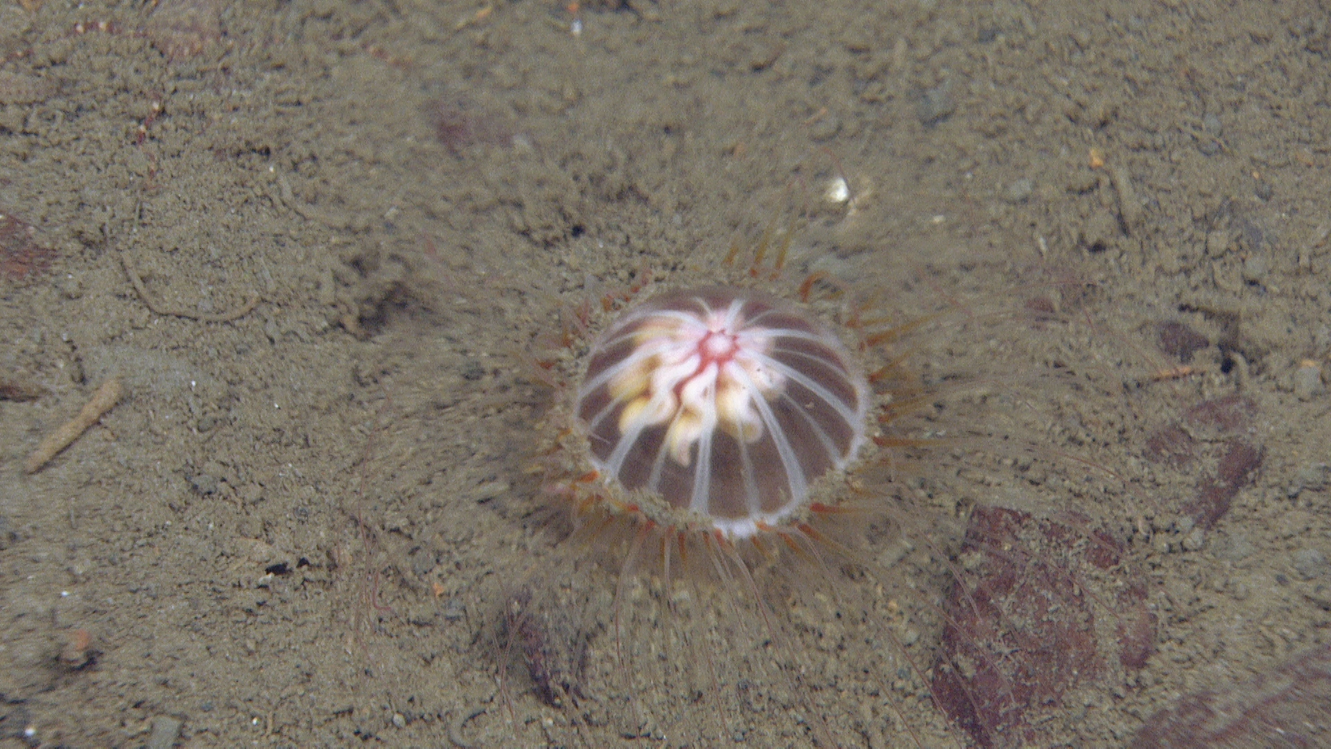 Hydrozoer: Ptychogastria polaris.