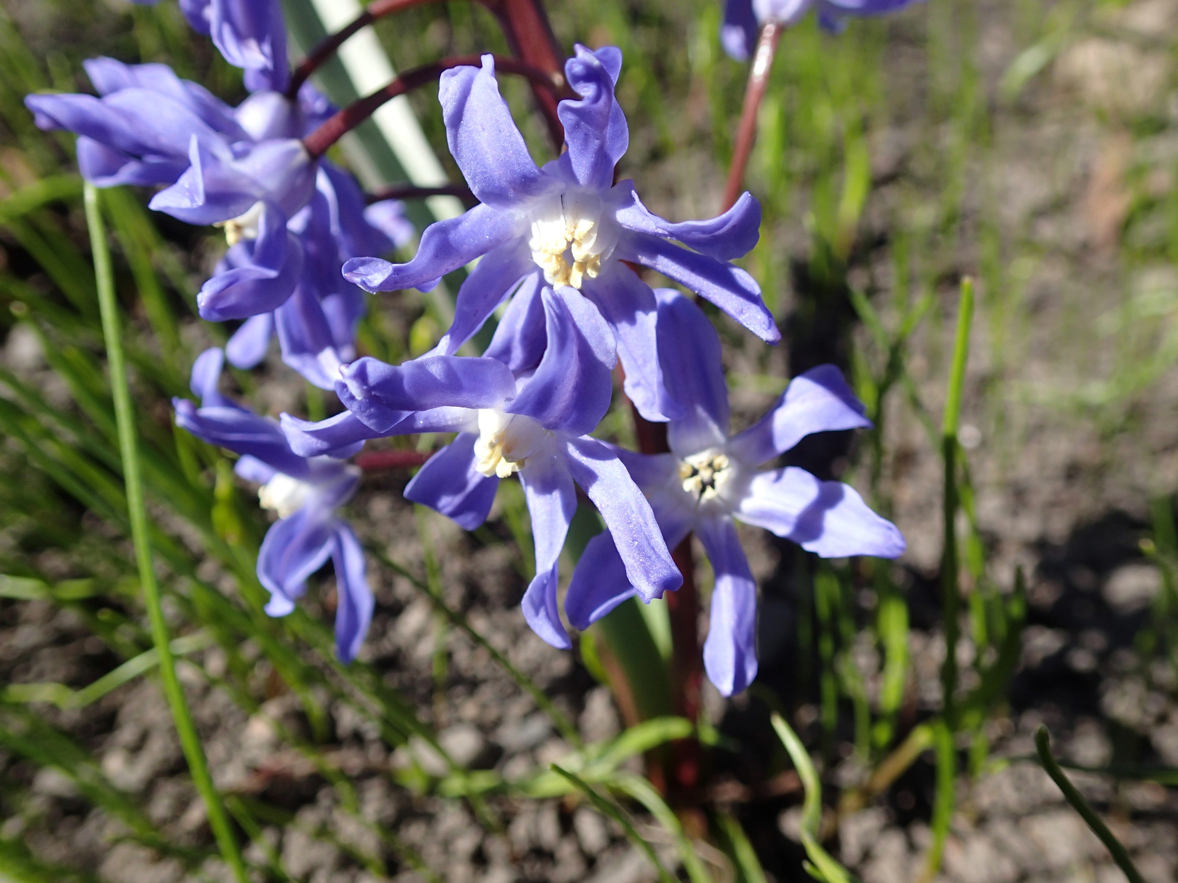 Snøstjerne.