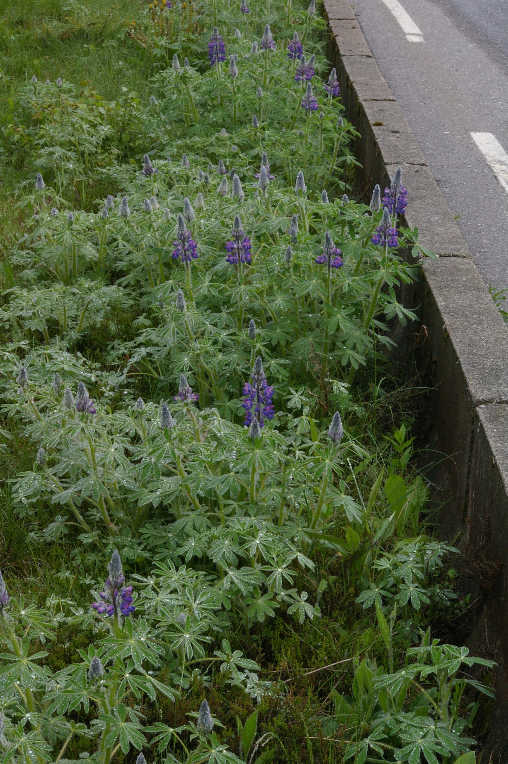 Sandlupin.