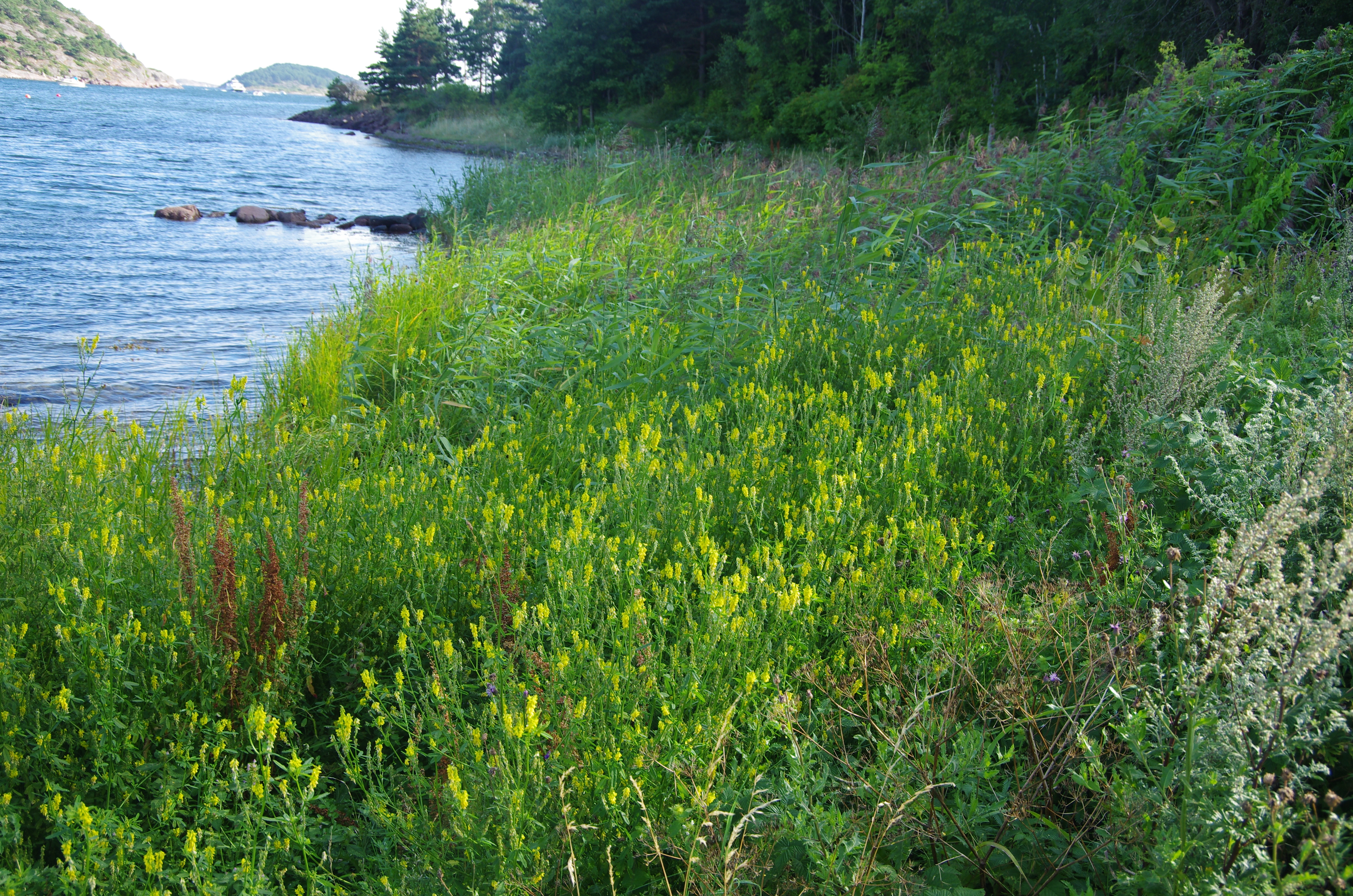 Strandsteinkløver.