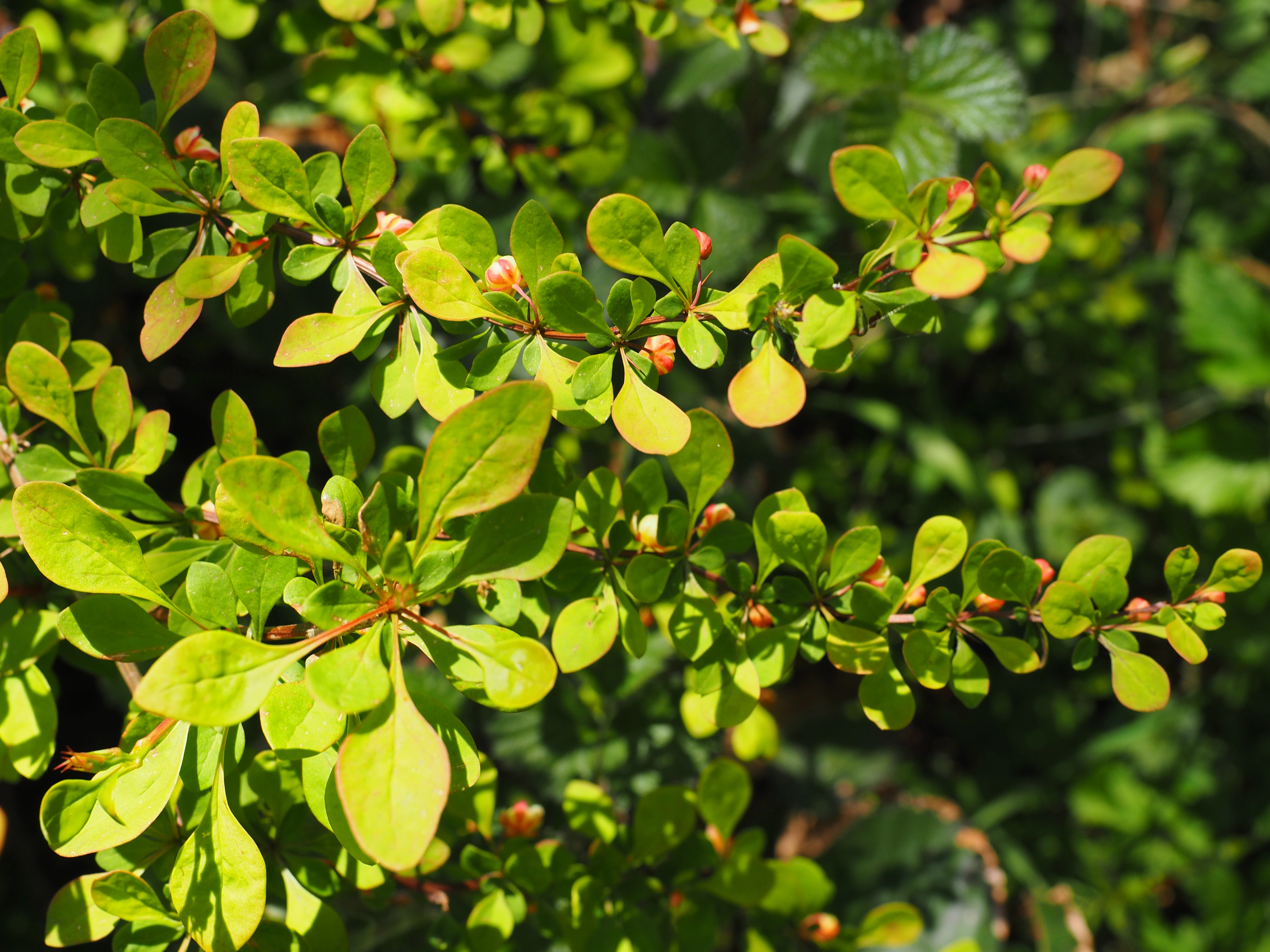 Høstberberis.