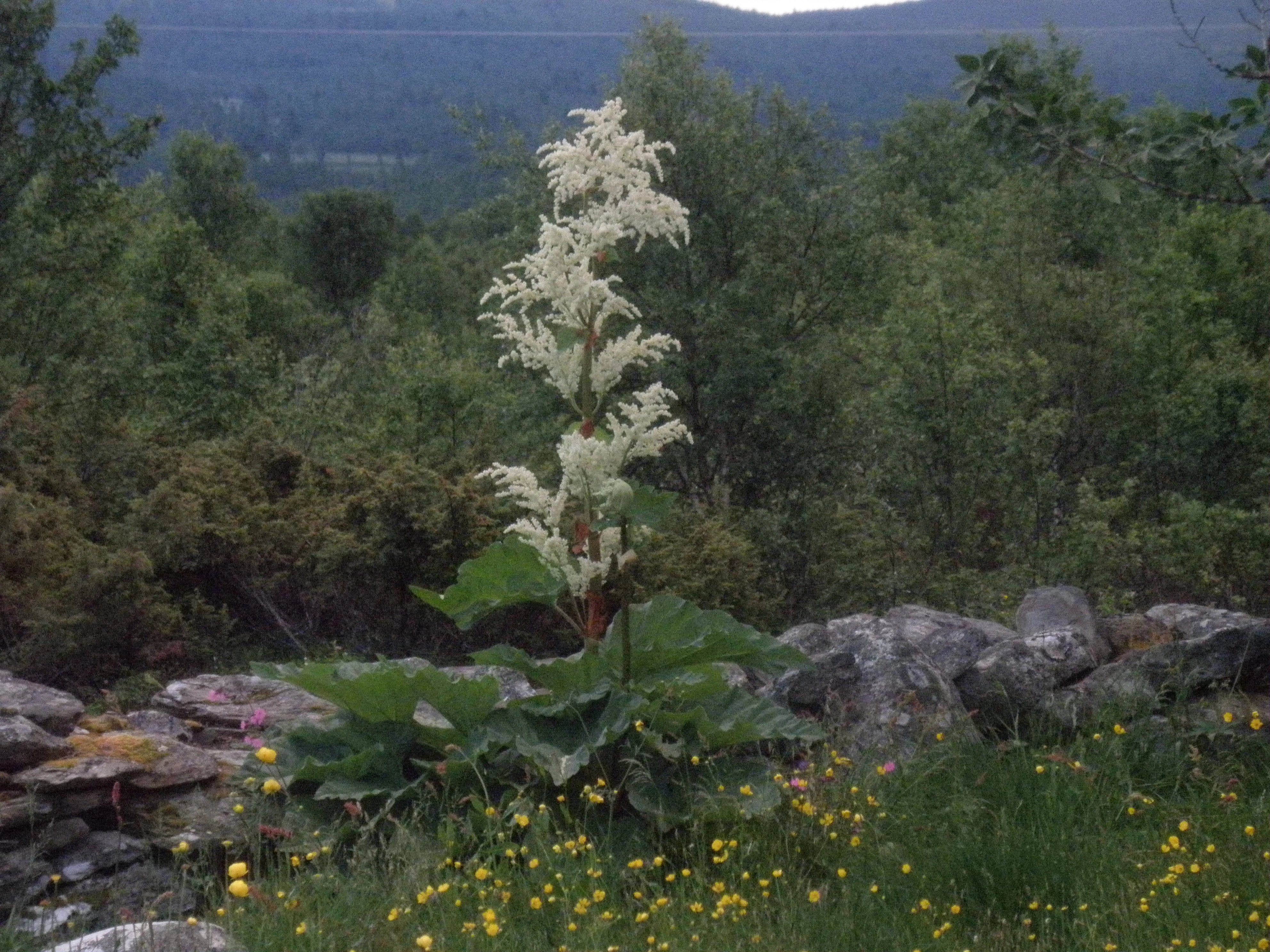 Hagerabarbra.