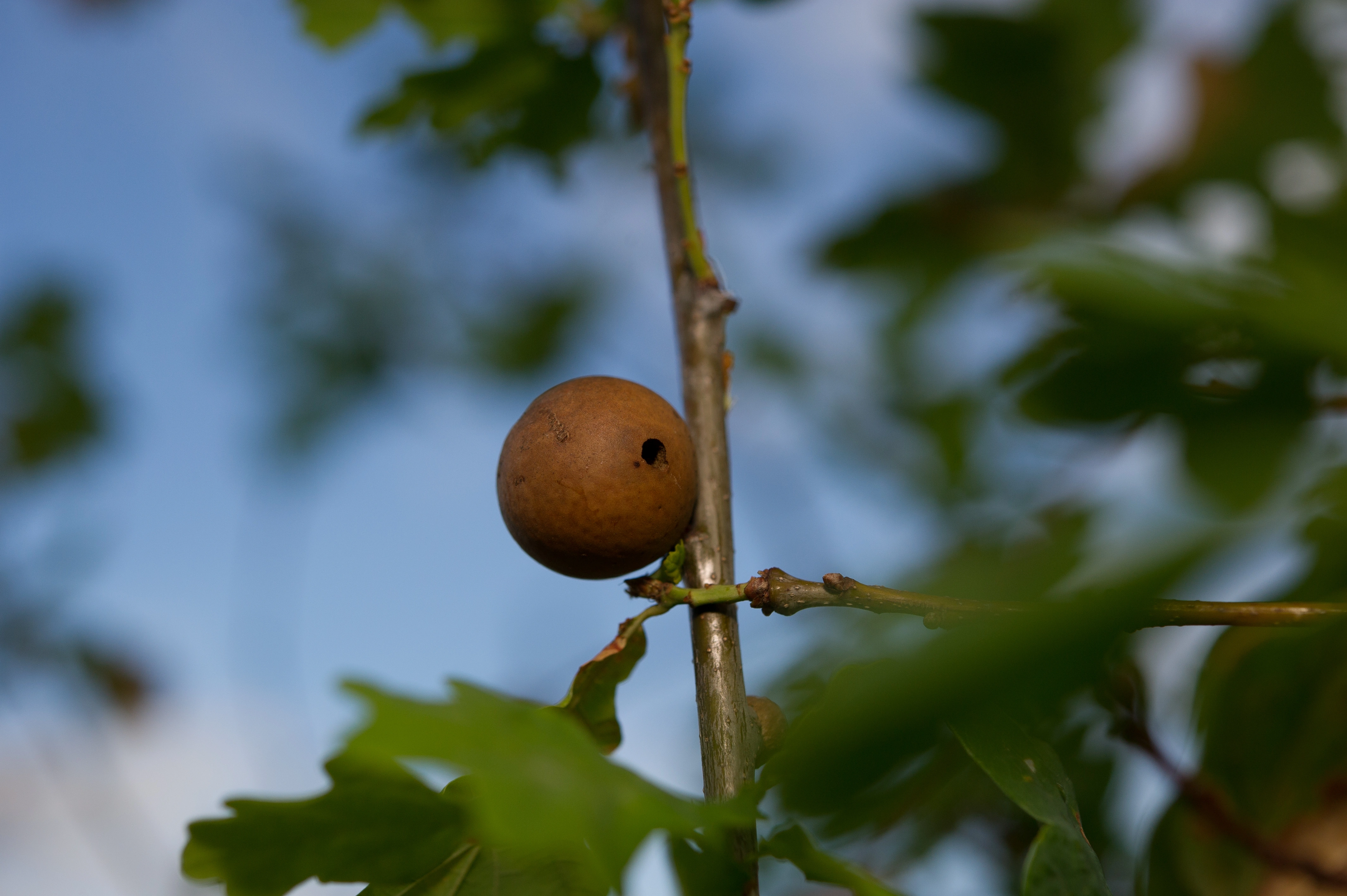 Stilkvepser: Andricus kollari.