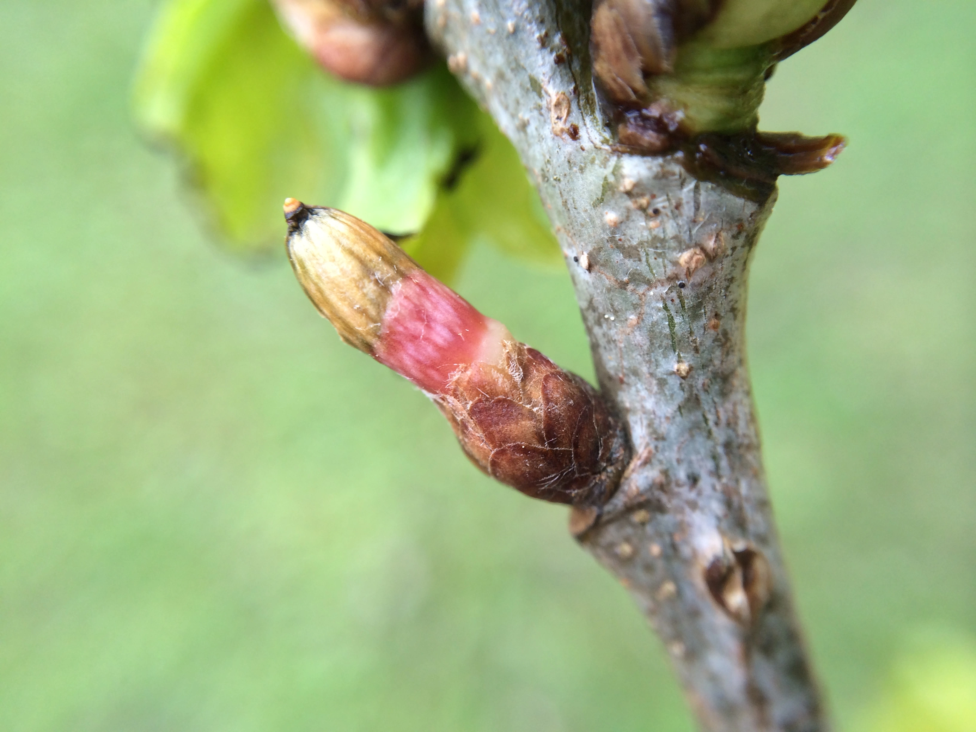 Stilkvepser: Andricus quercusramuli.