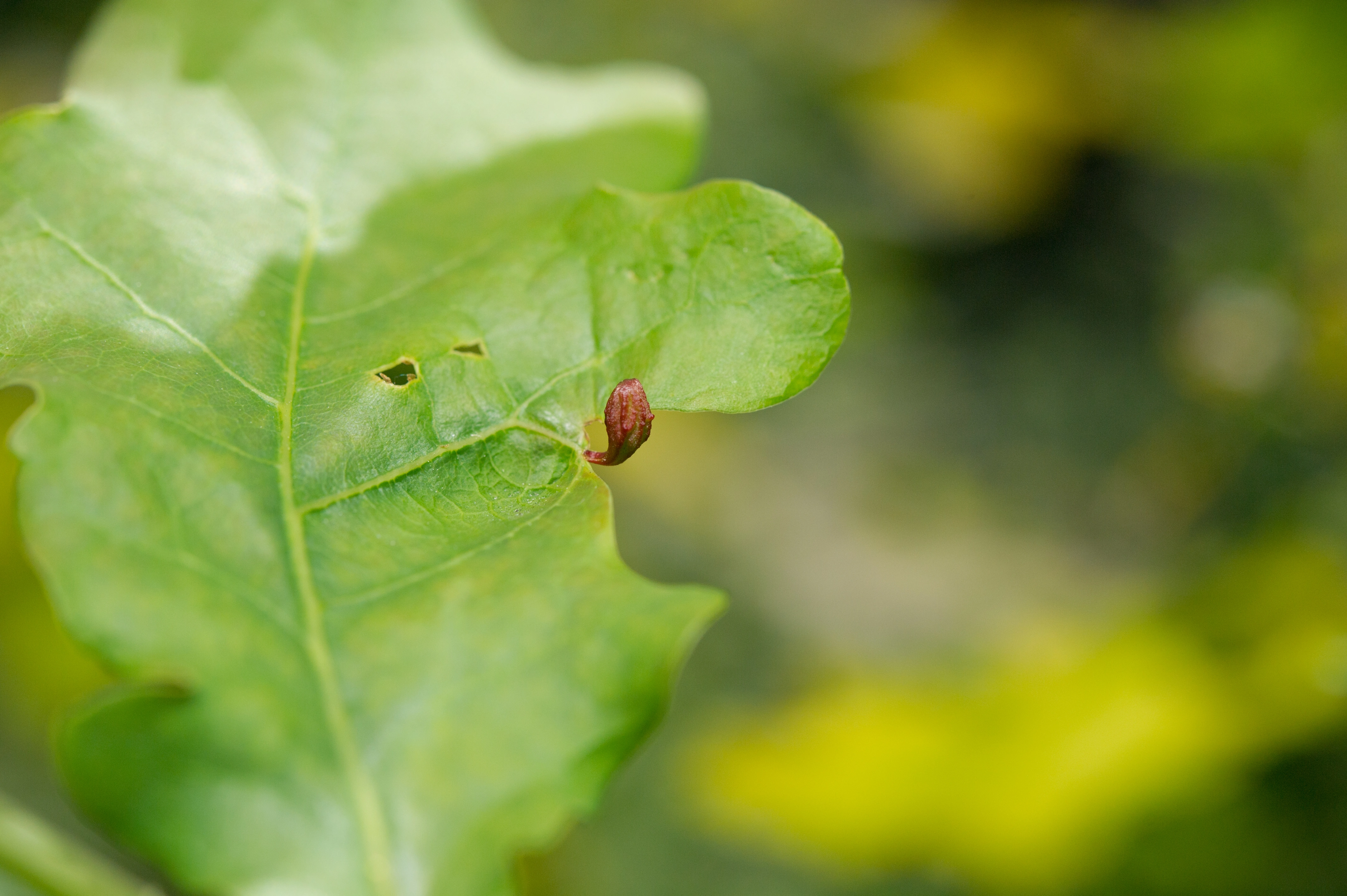 Stilkvepser: Andricus seminationis.