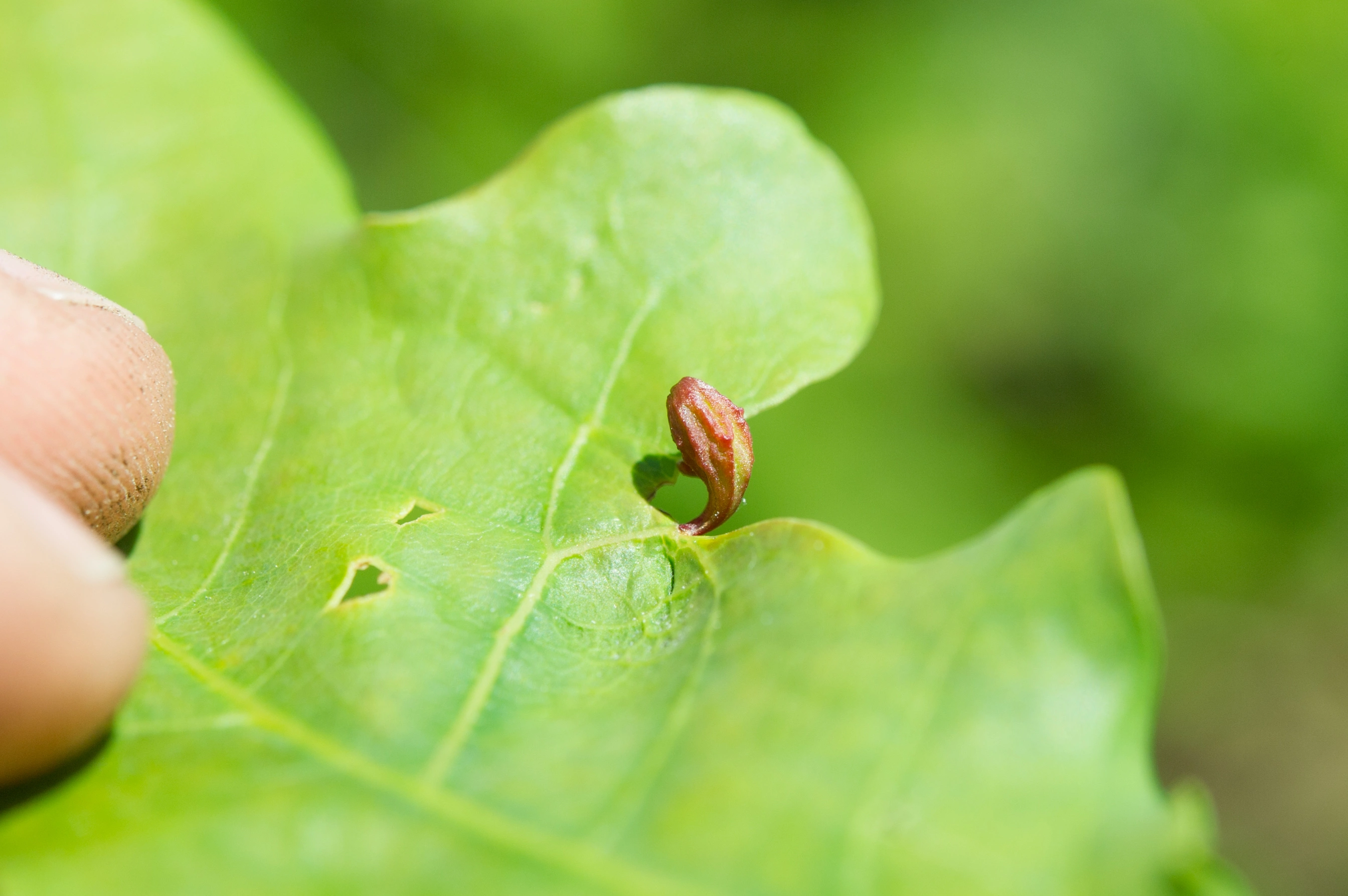 Stilkvepser: Andricus seminationis.