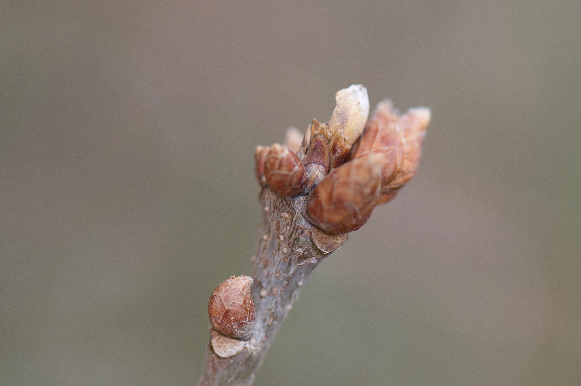 Stilkvepser: Cynips quercusfolii.