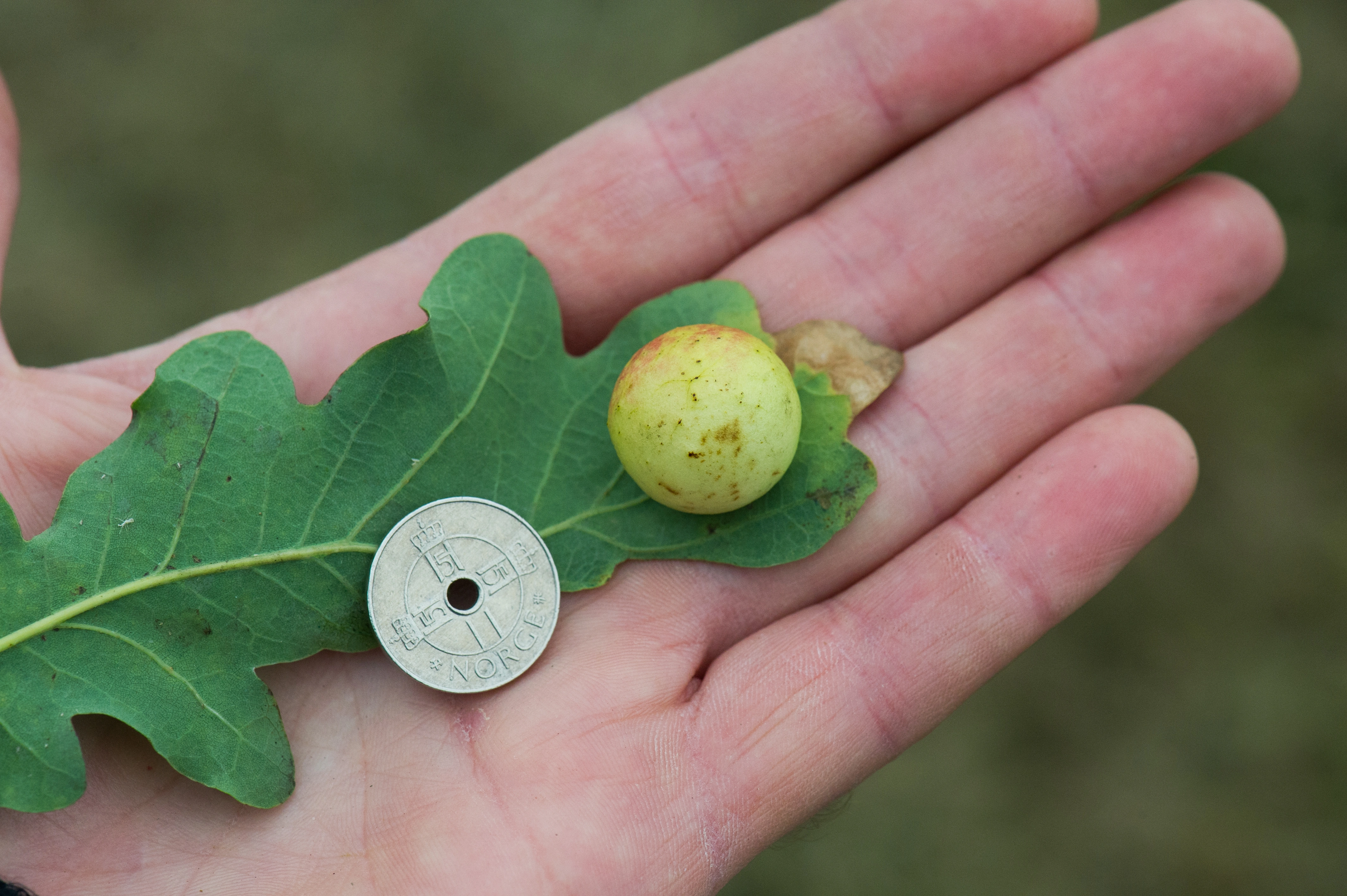 Vepser: Cynips quercusfolii.