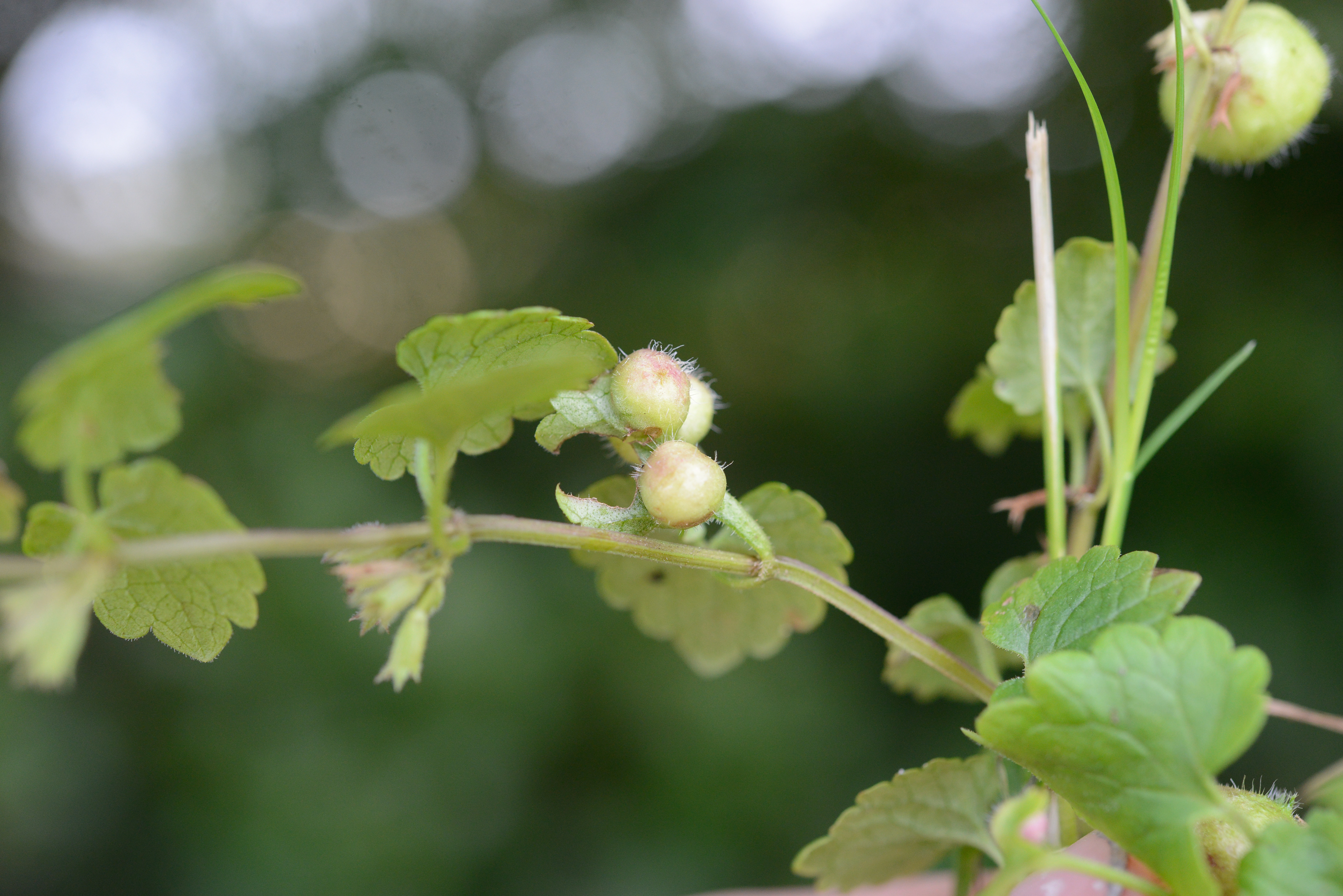 Stilkvepser: Liposthenes glechomae.