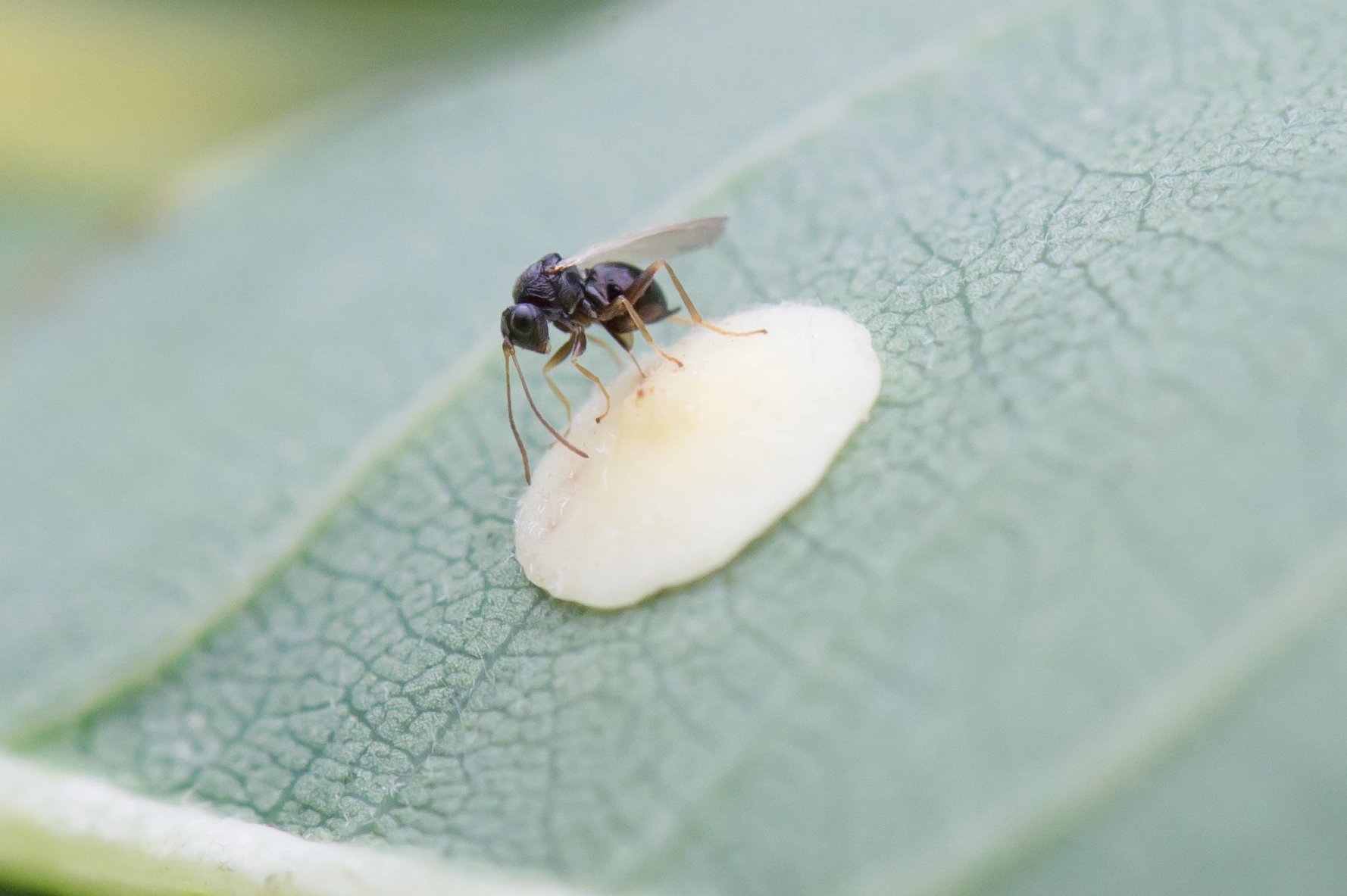 Stilkvepser: Neuroterus albipes.