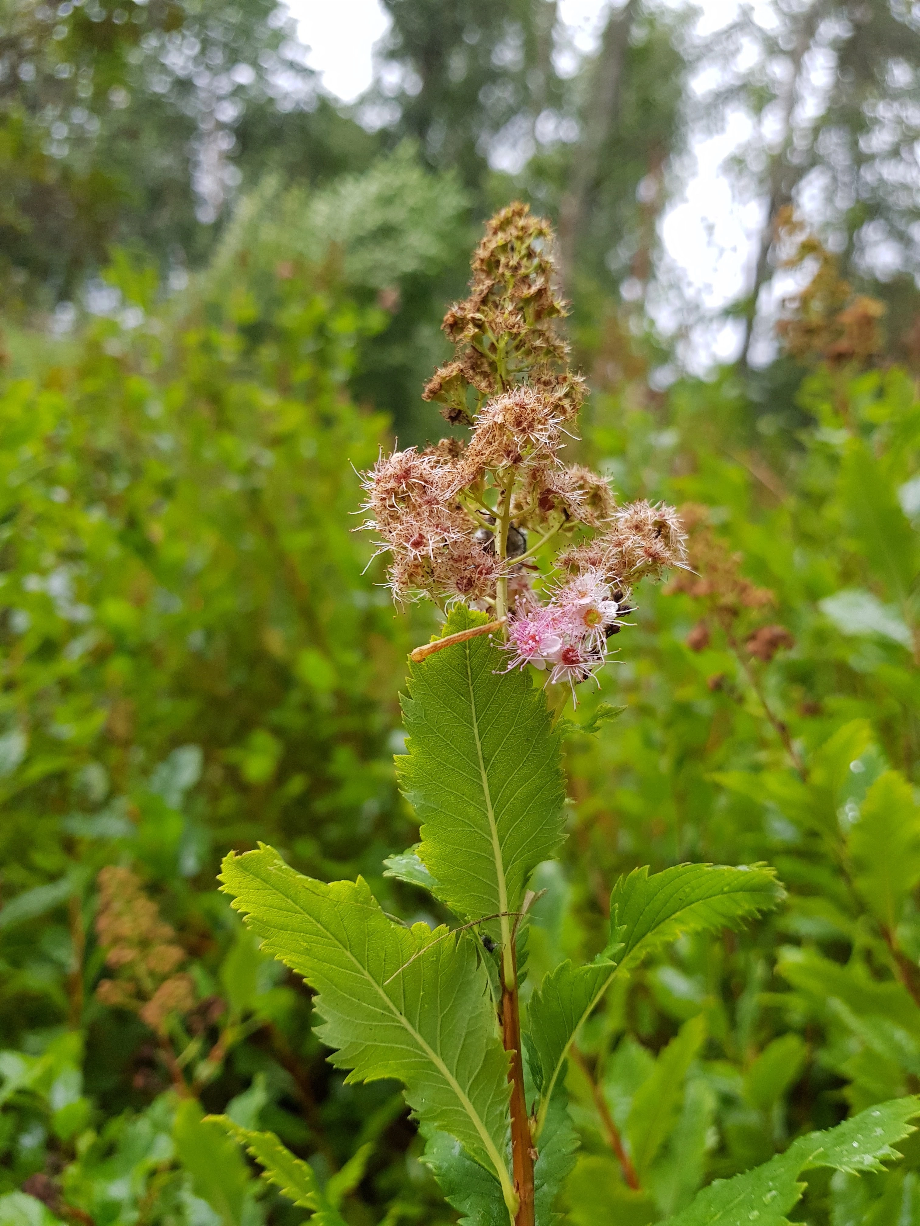 Bleikspirea.