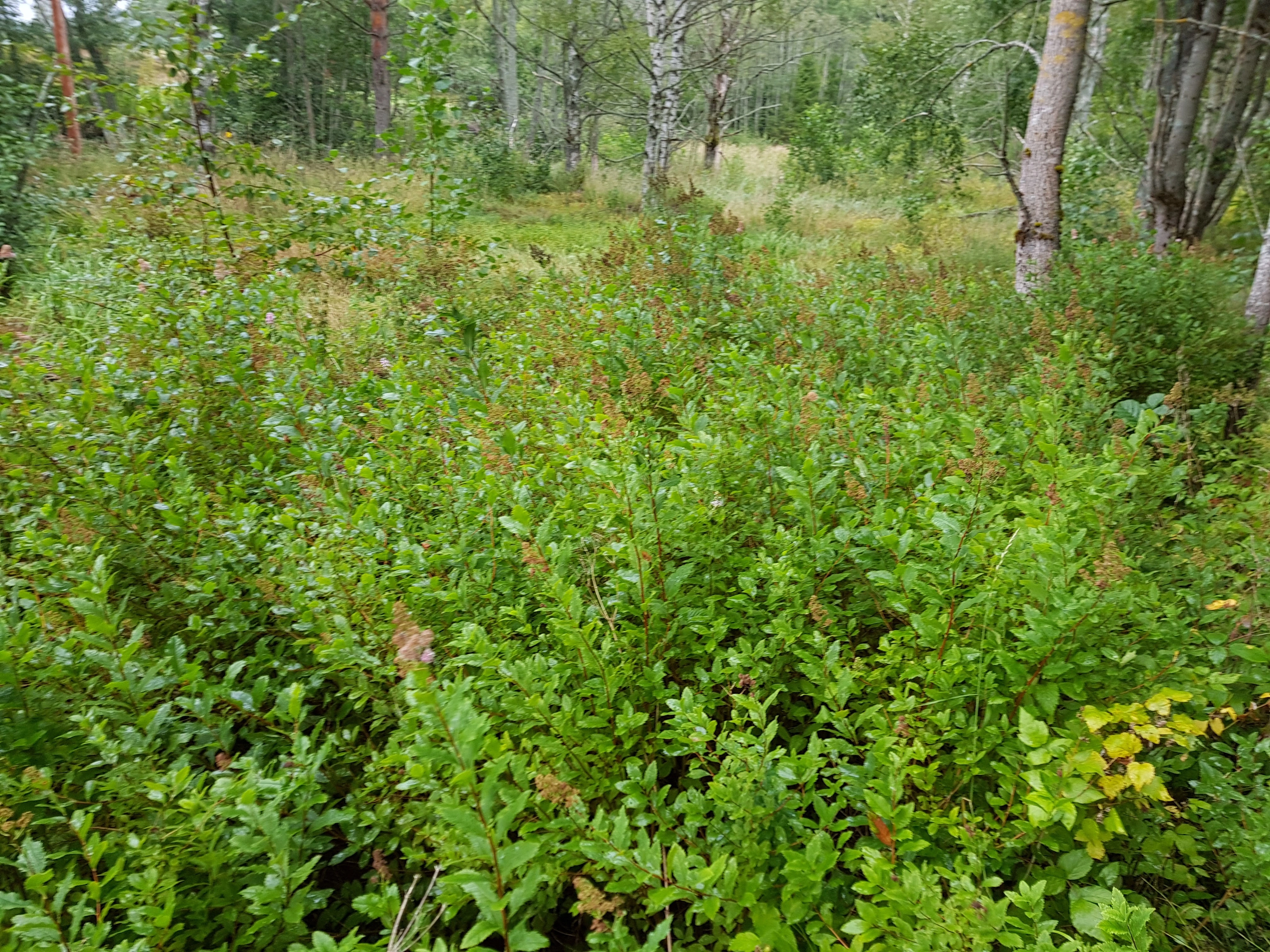 Bleikspirea.