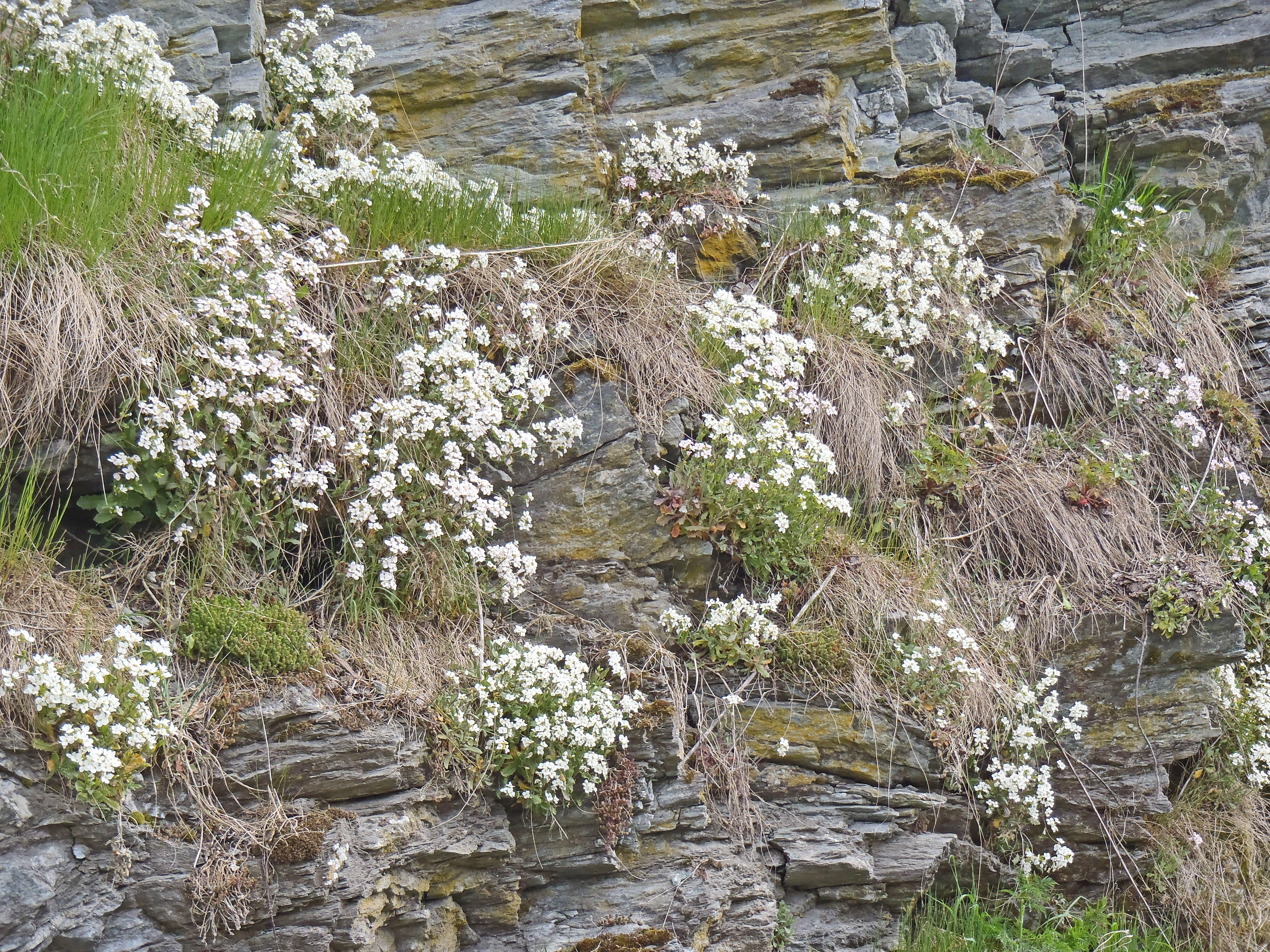 Hageskrinneblom.