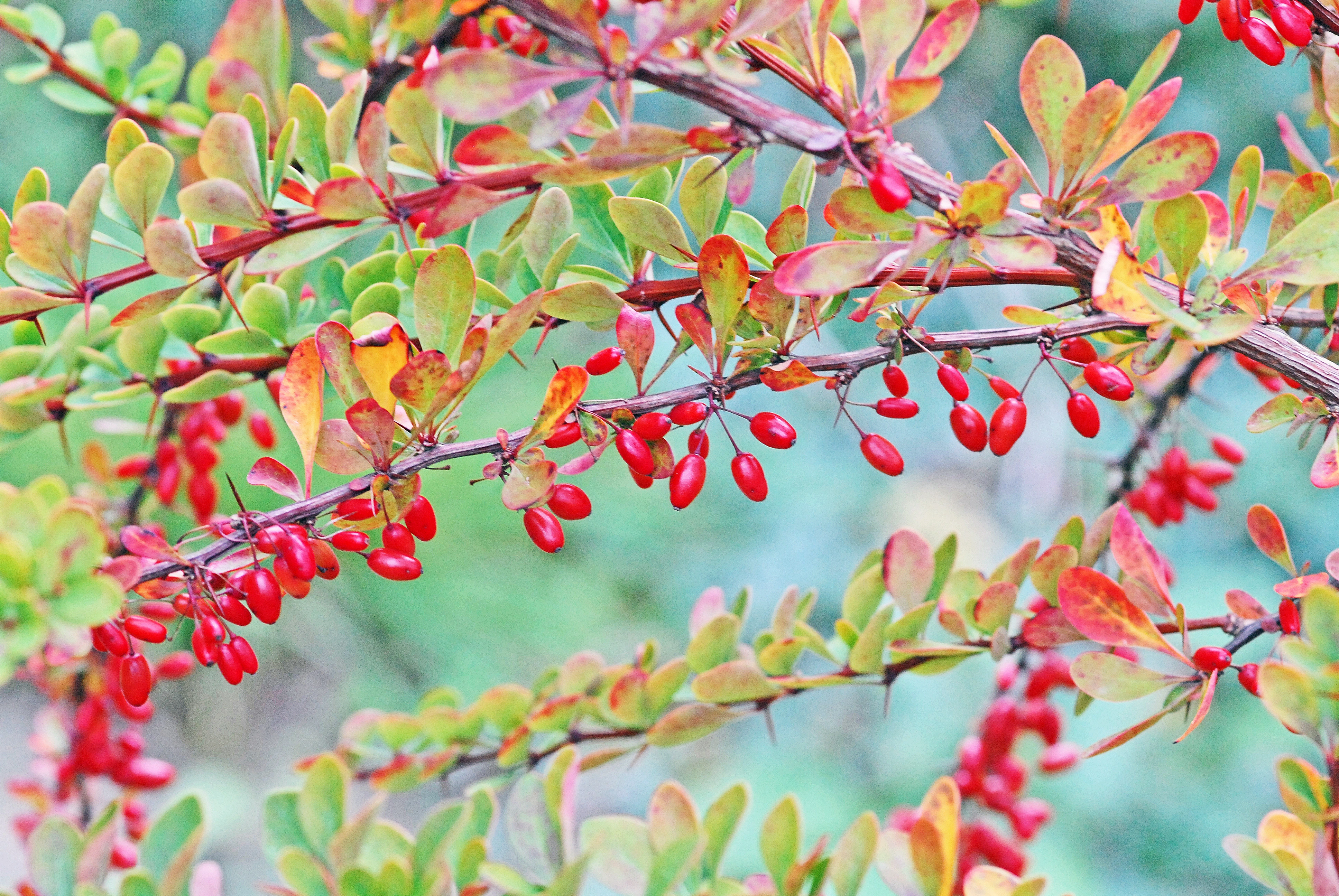 Høstberberis.